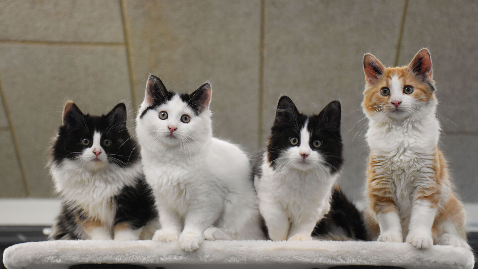 Fire katte