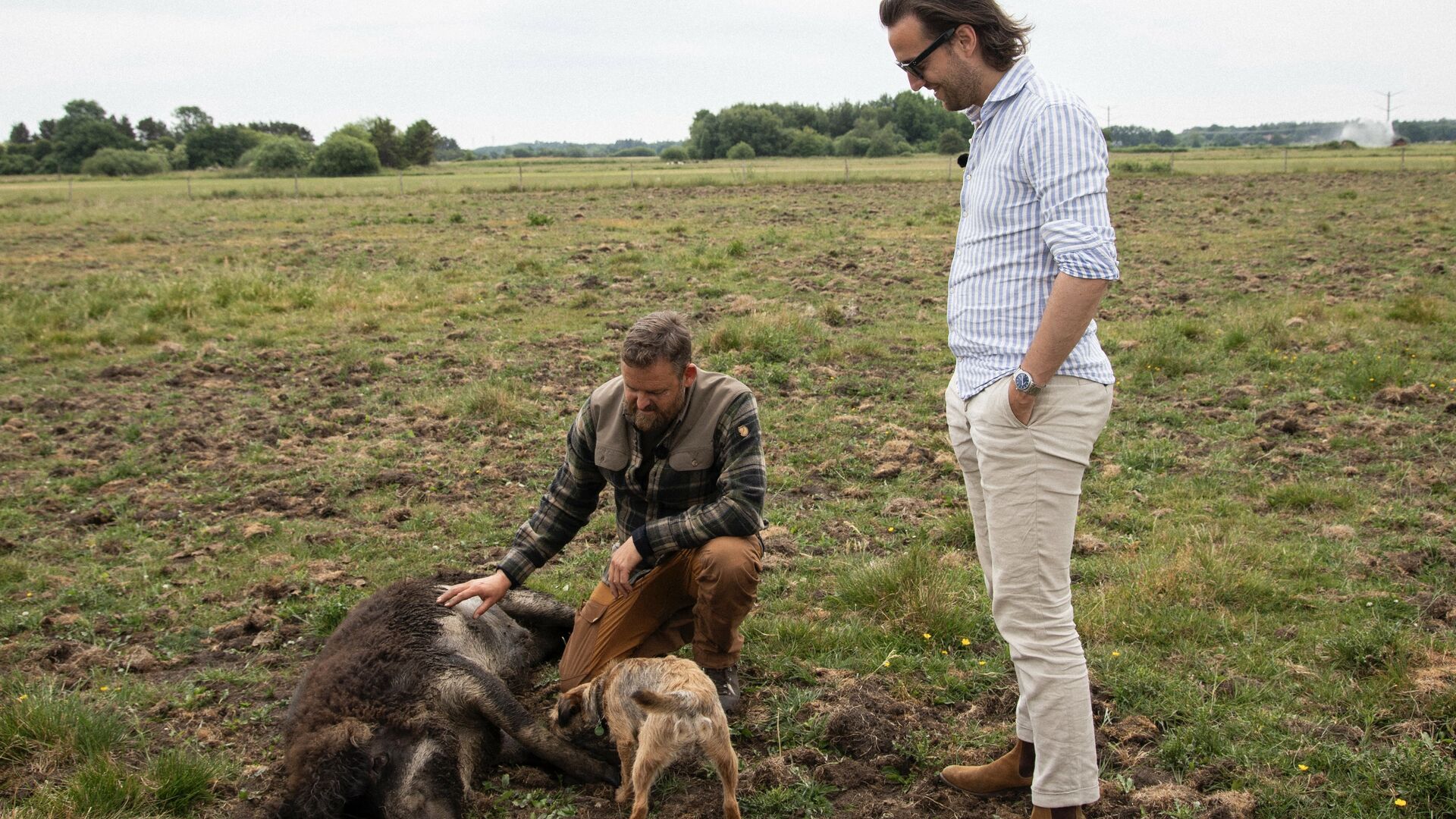 Martin Sandager og Esben Bjerre i Kragelund Mose sammen med en ungarsk uldgris og hunden Hermann