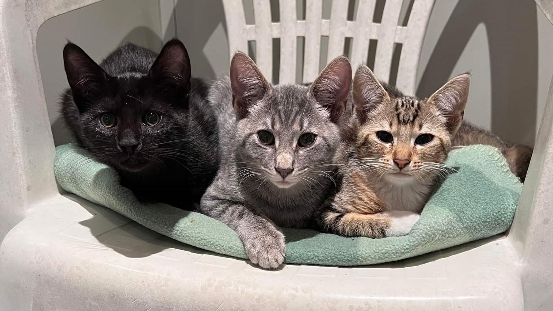 Foto: Dyrenes Beskyttelse Tre katte i stol