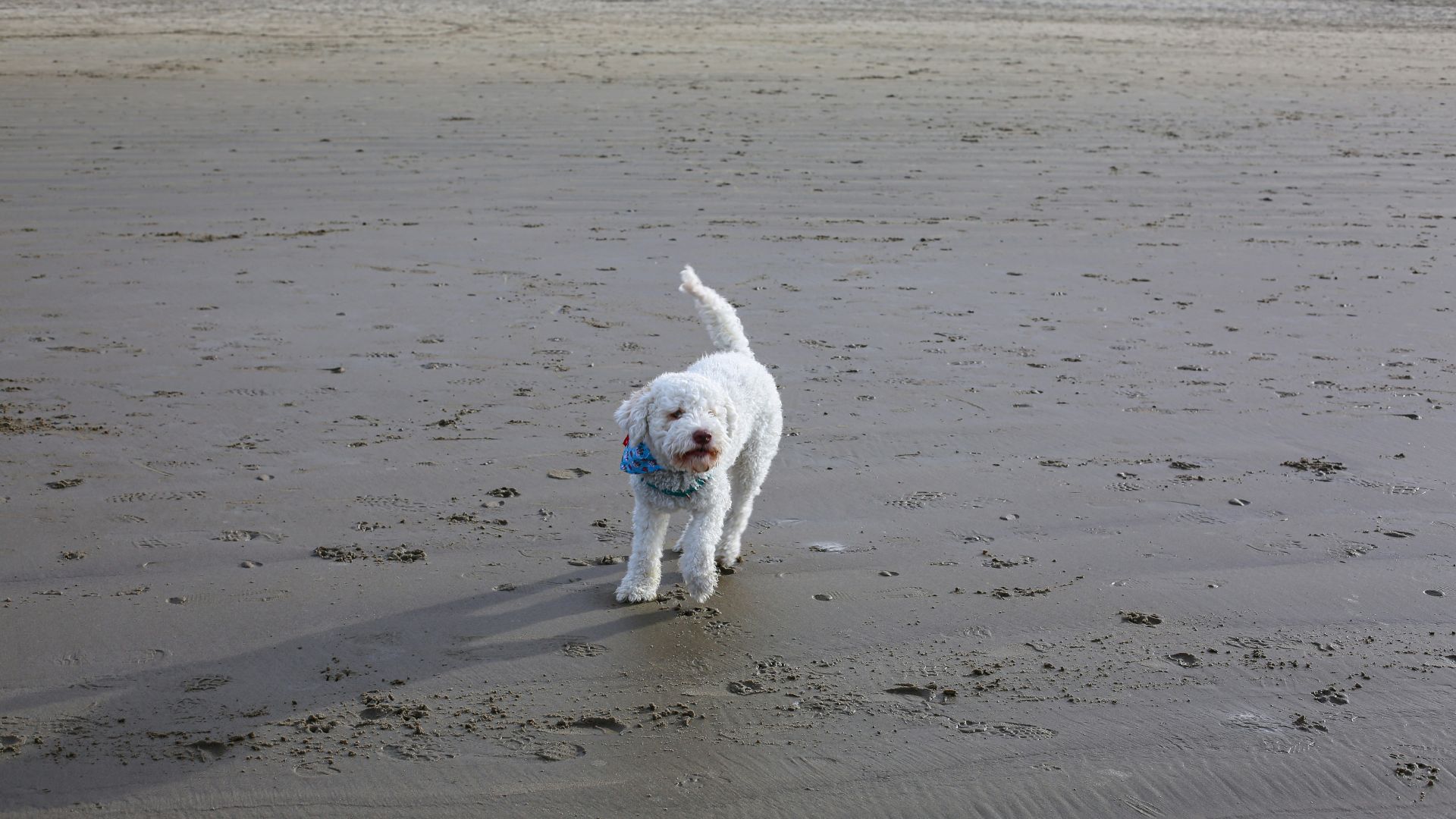 Når hunden besøger stranden, møder den et væld af sanseindtryk: saltvand i luften, blødt sand under poterne og spor efter fugle og andre dyr. Hvid hund i løb på strand