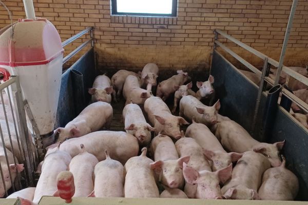 En flok grise er stuvet sammen indenfor i det industrielle landbrug