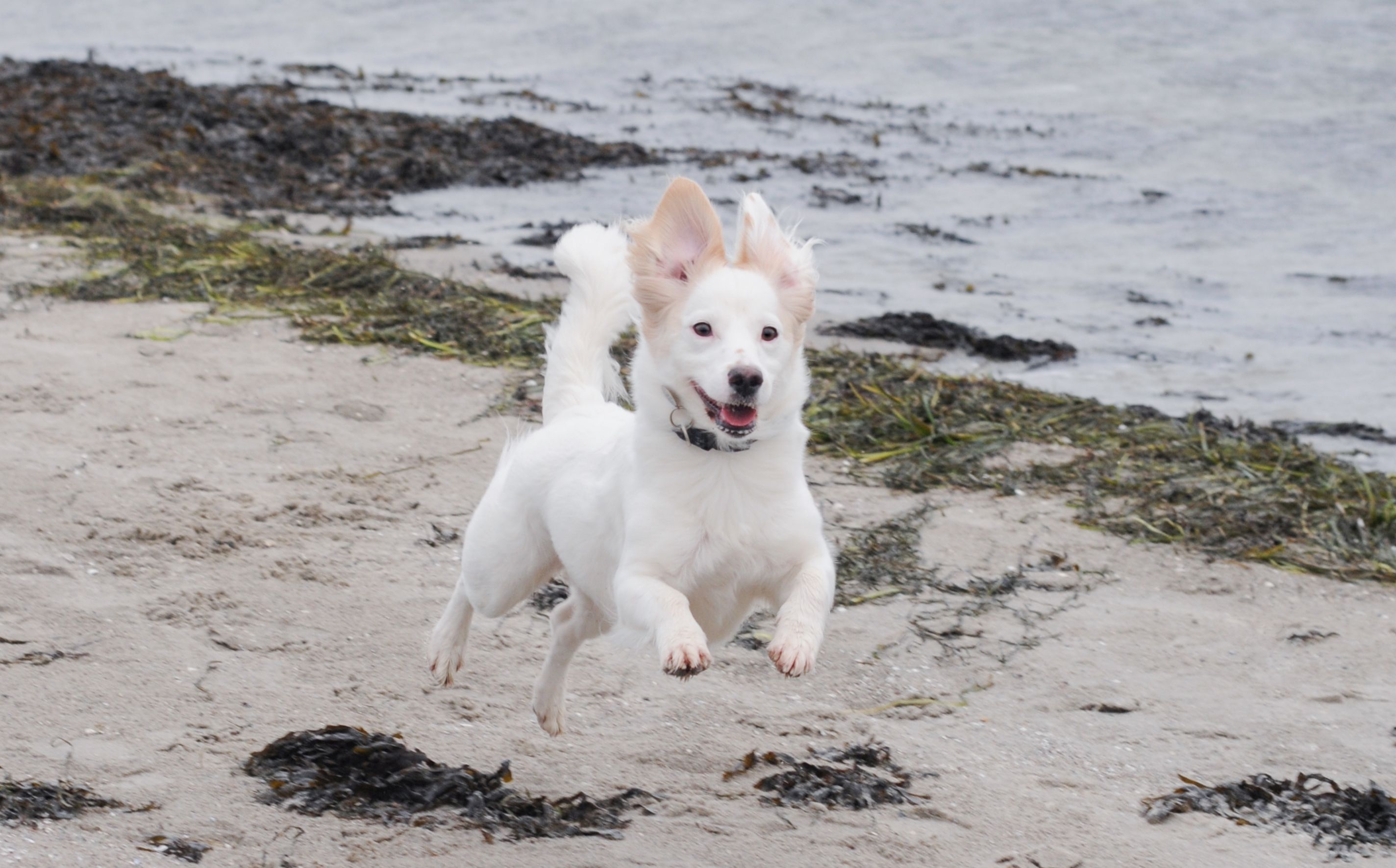 Hundeejere: nyt til jeres strandglade Dyrenes Beskyttelse