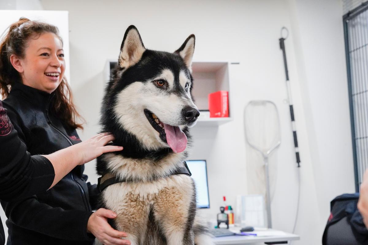 Game Thrones gør Siberian Husky til misforståede modehunde | Beskyttelse