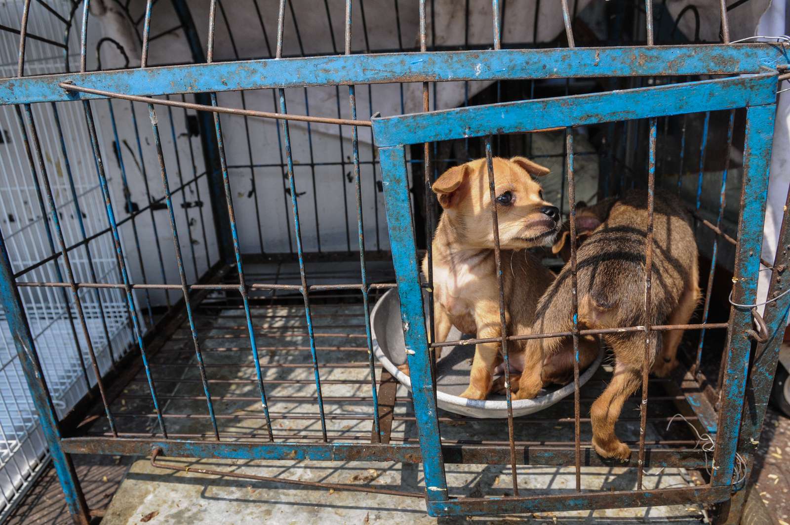 Kinesisk by forbyder at spise og katte | Dyrenes