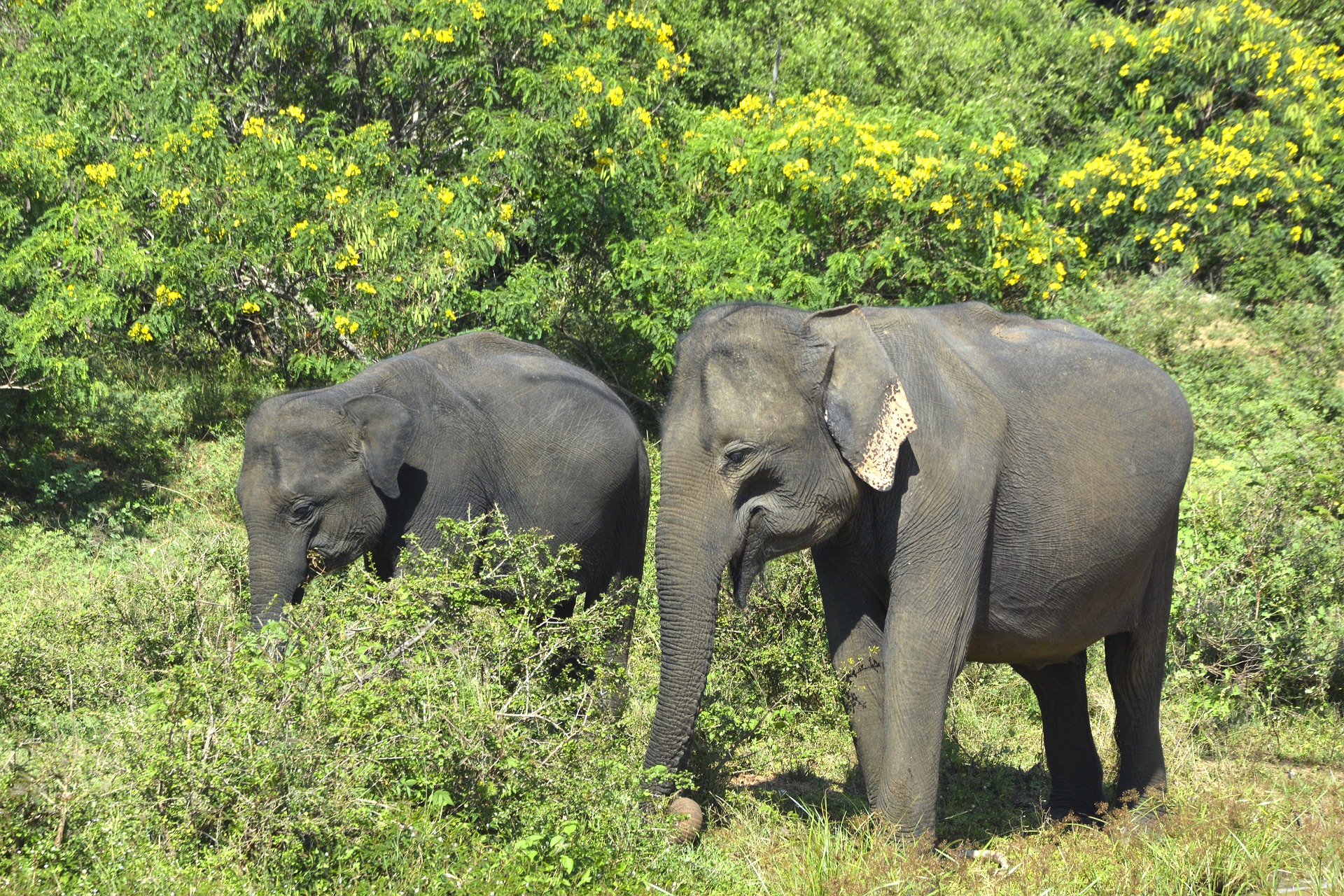 Watt skal tommelfinger Mennesker og elefanter: Hvorfor de blide kæmper er så fascinerende |  Dyrenes Beskyttelse