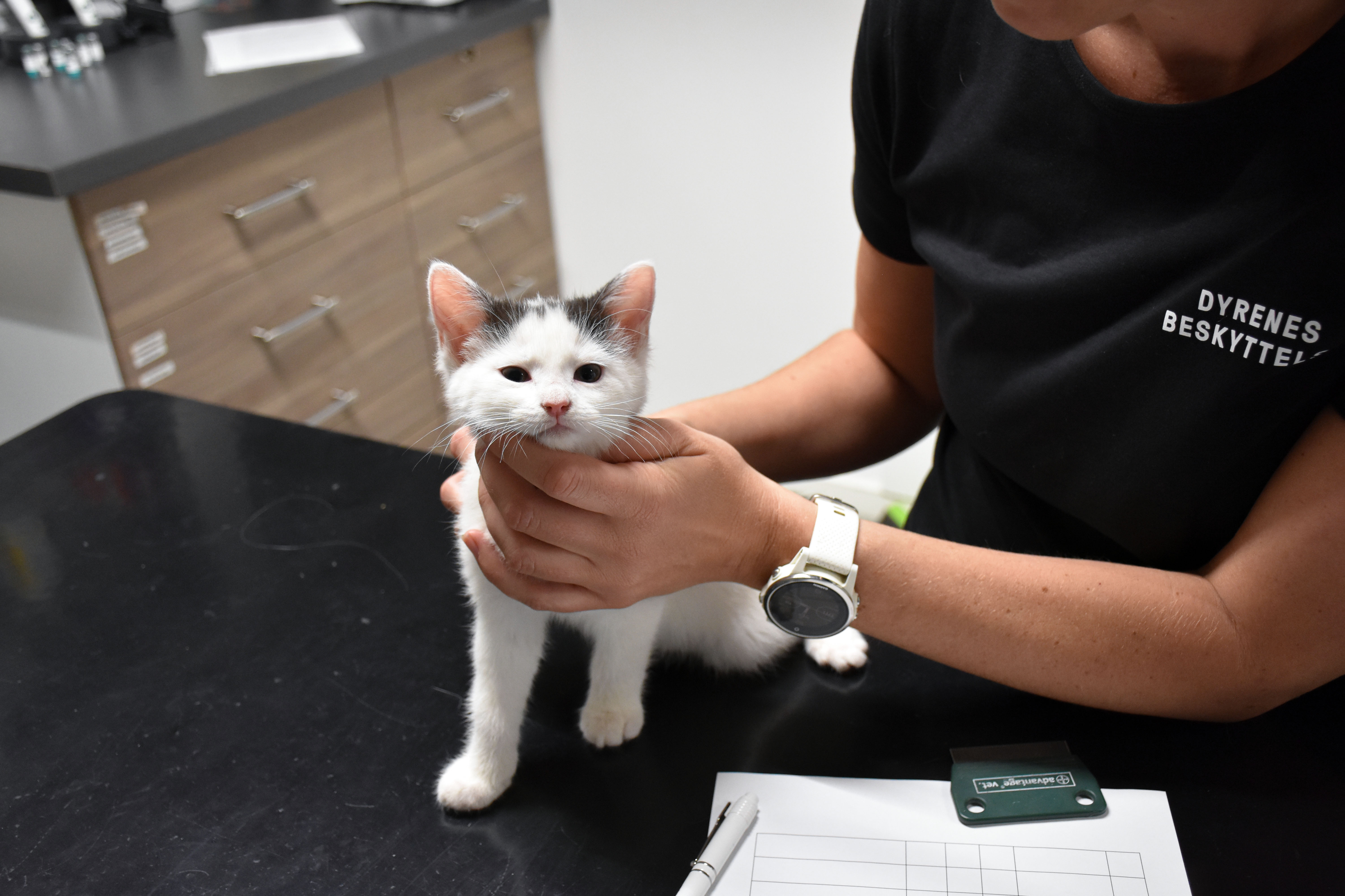 Husk vaccinen og hold katten ved godt Dyrenes Beskyttelse