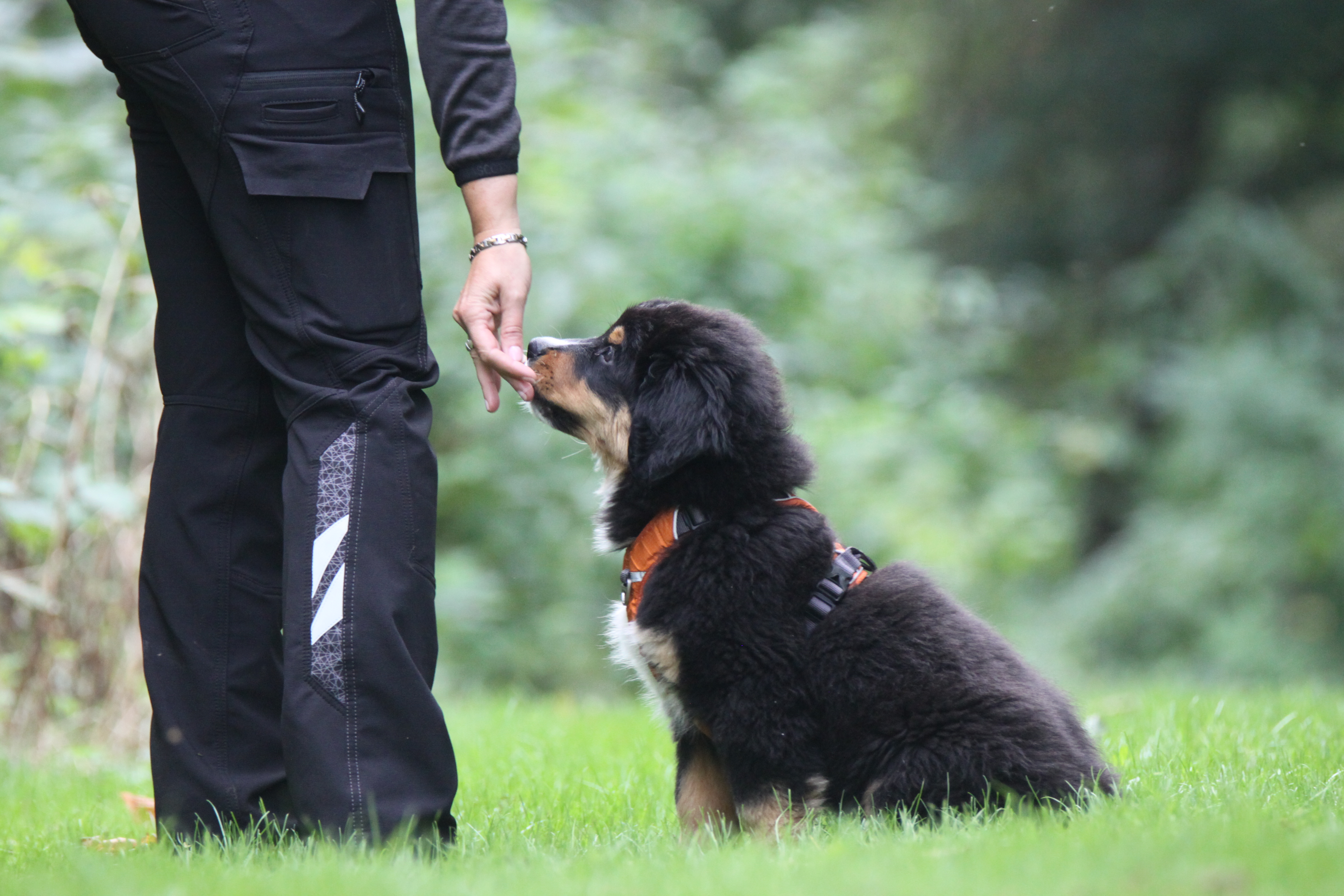 10 tips til at en hundeejer | Beskyttelse