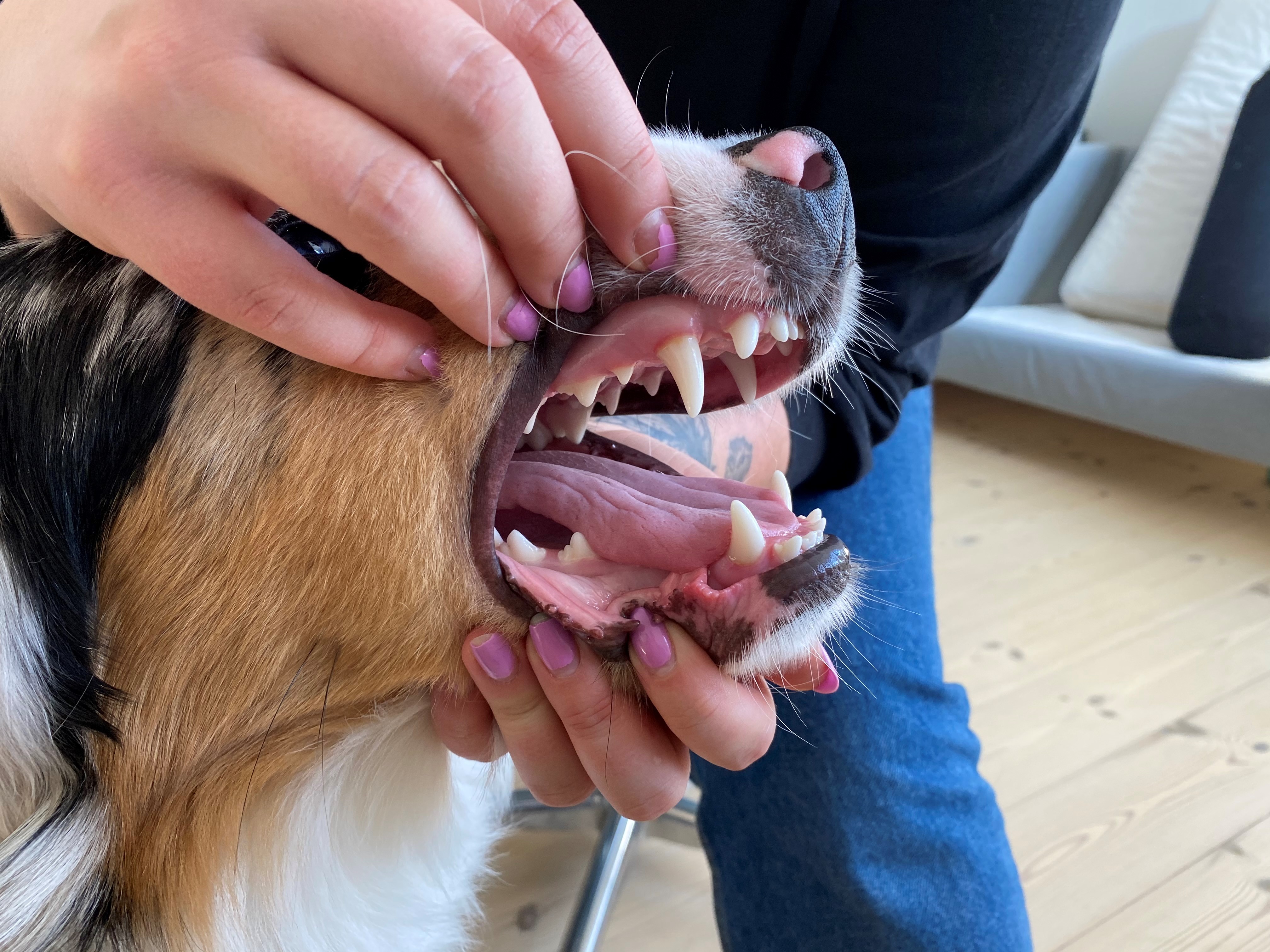 Husk hundens tandpleje Dyrenes Beskyttelse