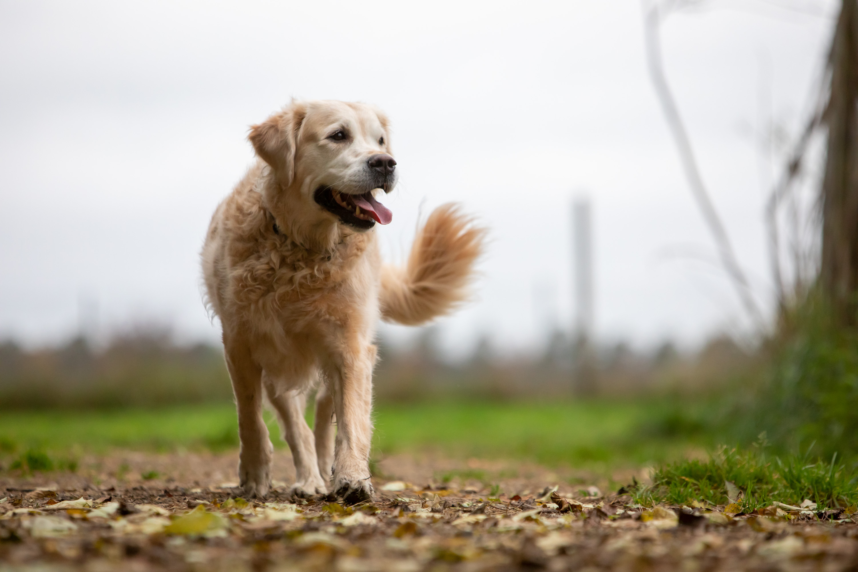 Rekordmange nye hunde i | Dyrenes Beskyttelse