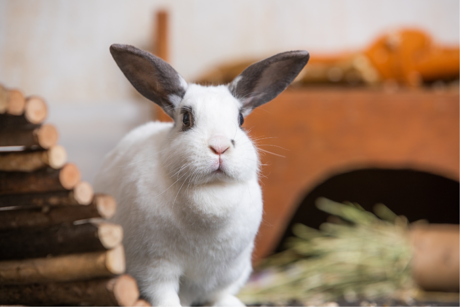 kaniner kæledyr til børn? | Beskyttelse