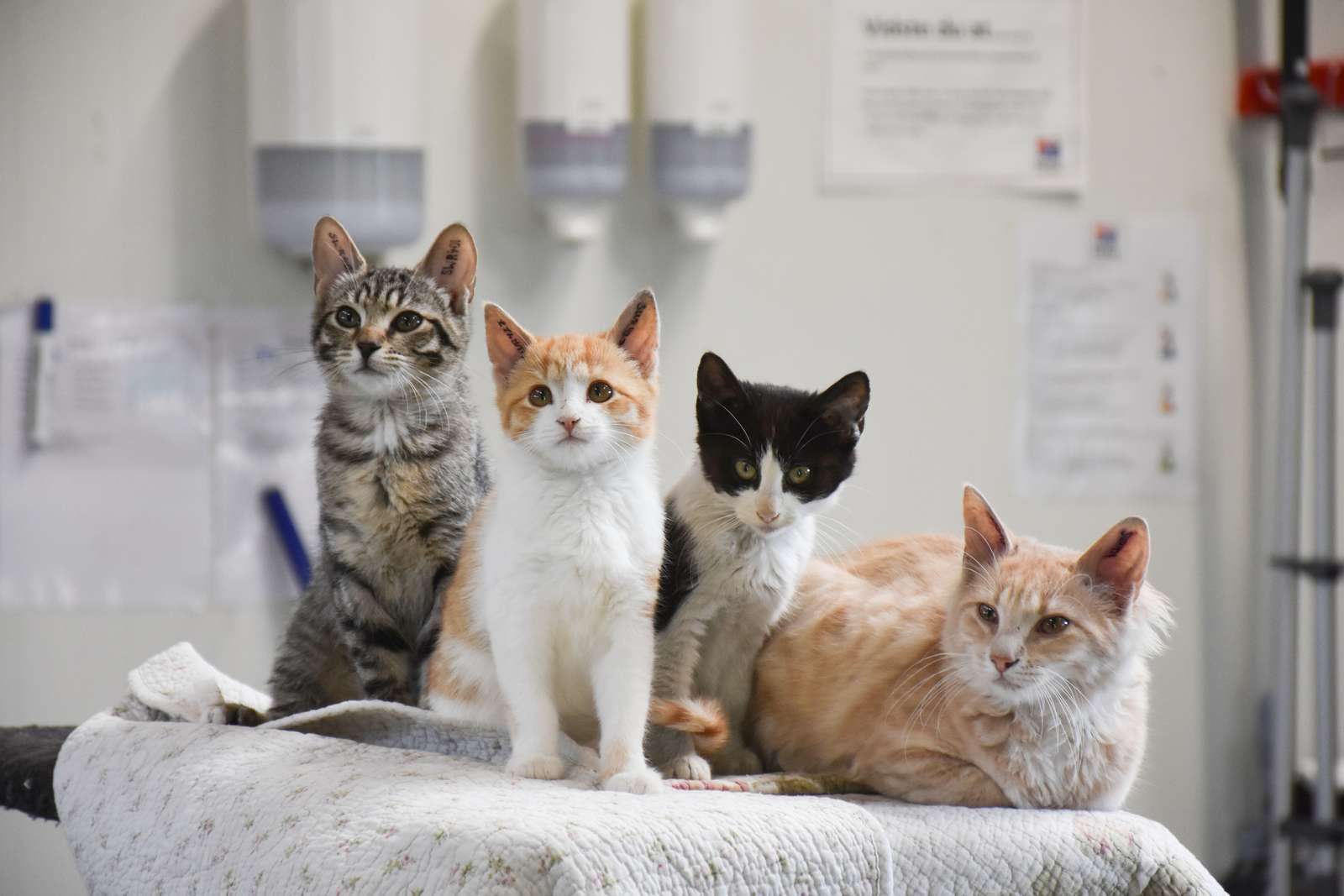 Neutralisering af katten beskytter mod og infektioner | Dyrenes Beskyttelse