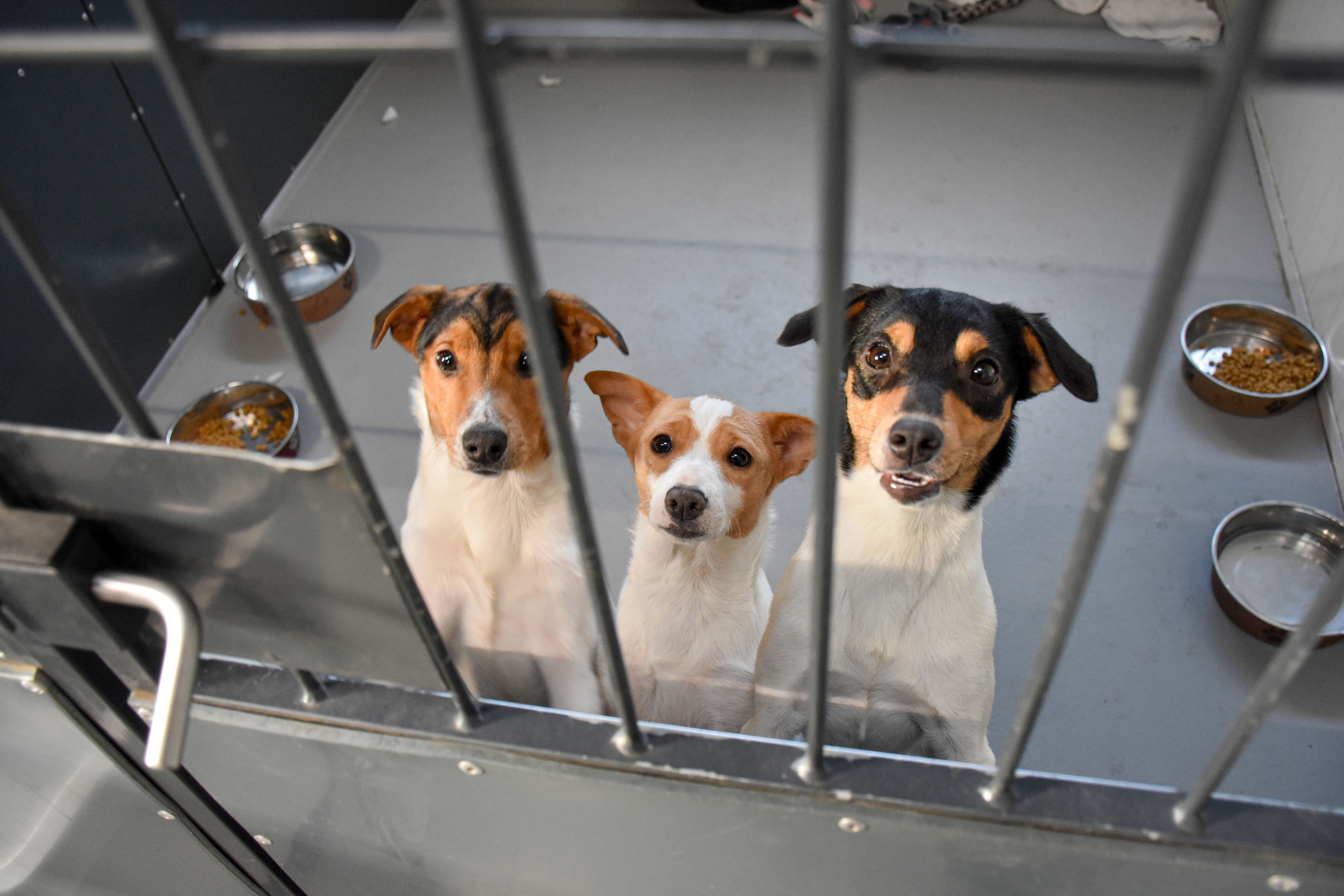 stor sag: 16 hunde indleveret til Dyrenes Beskyttelse | Beskyttelse
