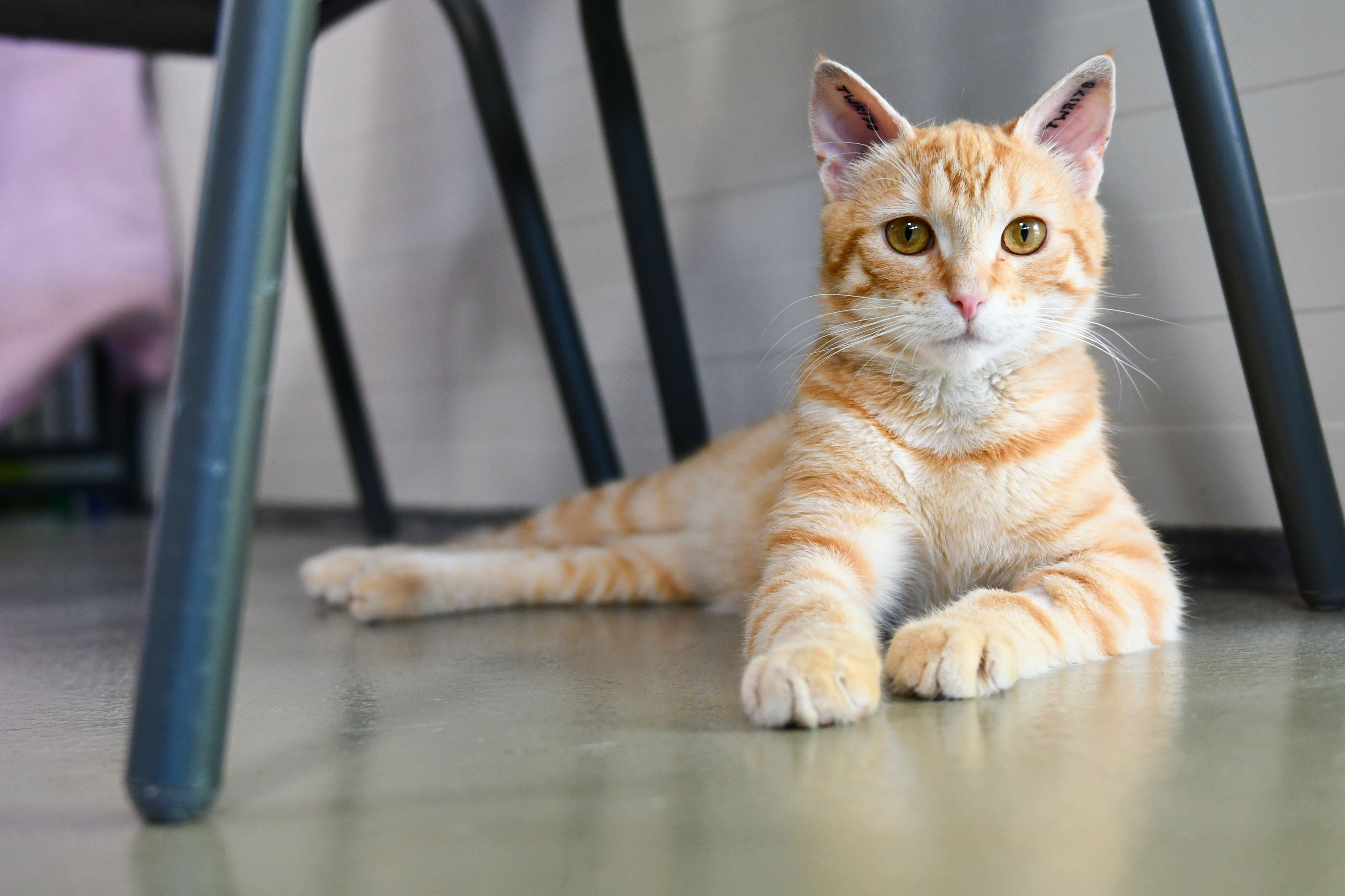 Mærkning og registrering af katte er nu lovpligtigt i | Dyrenes Beskyttelse