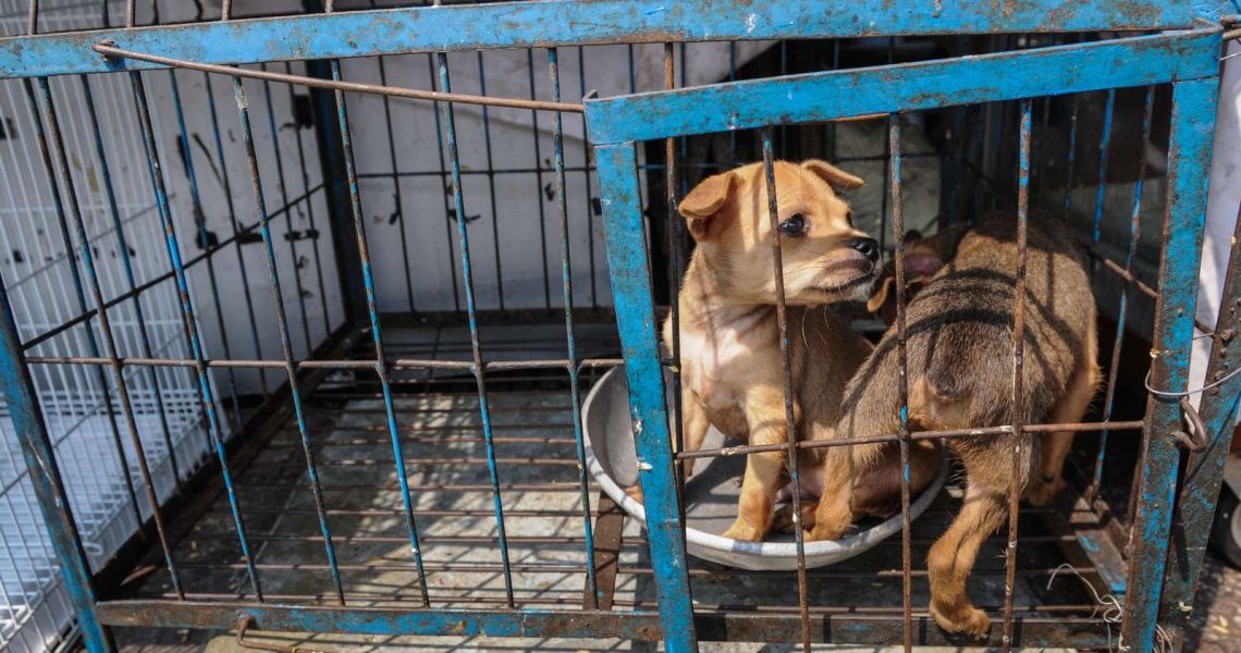 Kinesisk by forbyder at spise hunde og katte Dyrenes Beskyttelse