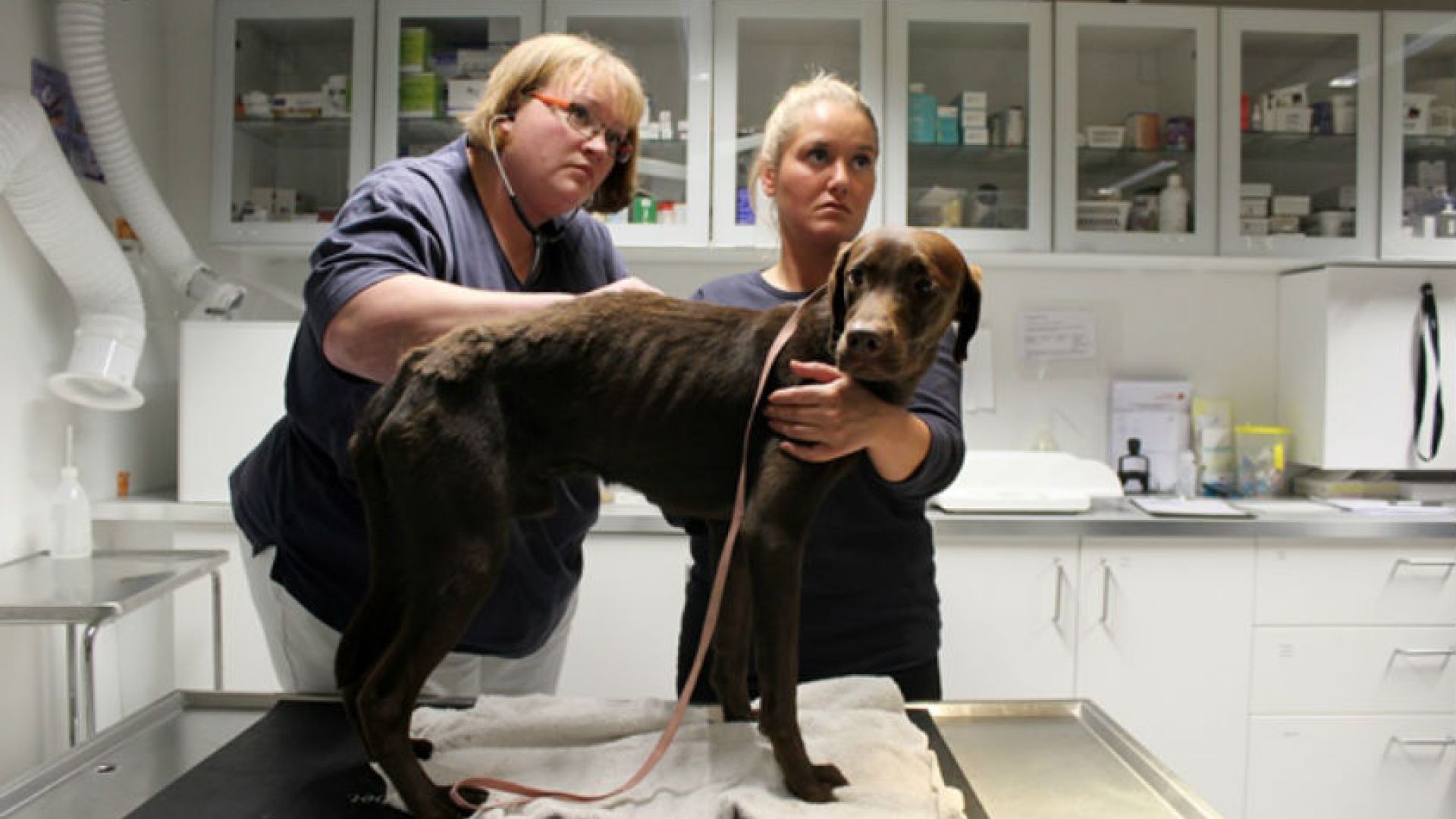 Labrador-sagen, 25 dumpede hunde, dyreværnssag 