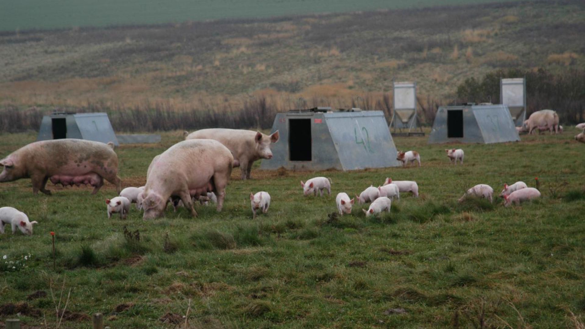 5 myter om landbruget