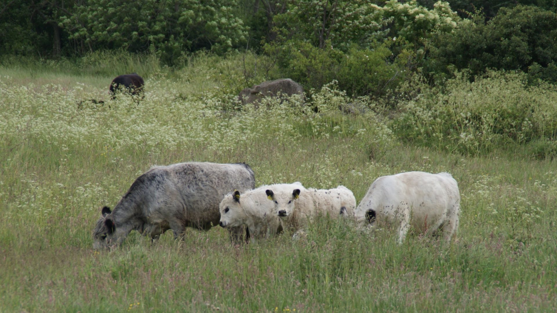 Velfærdsdelikatesser, agroforestry, naturpleje, klima, køer