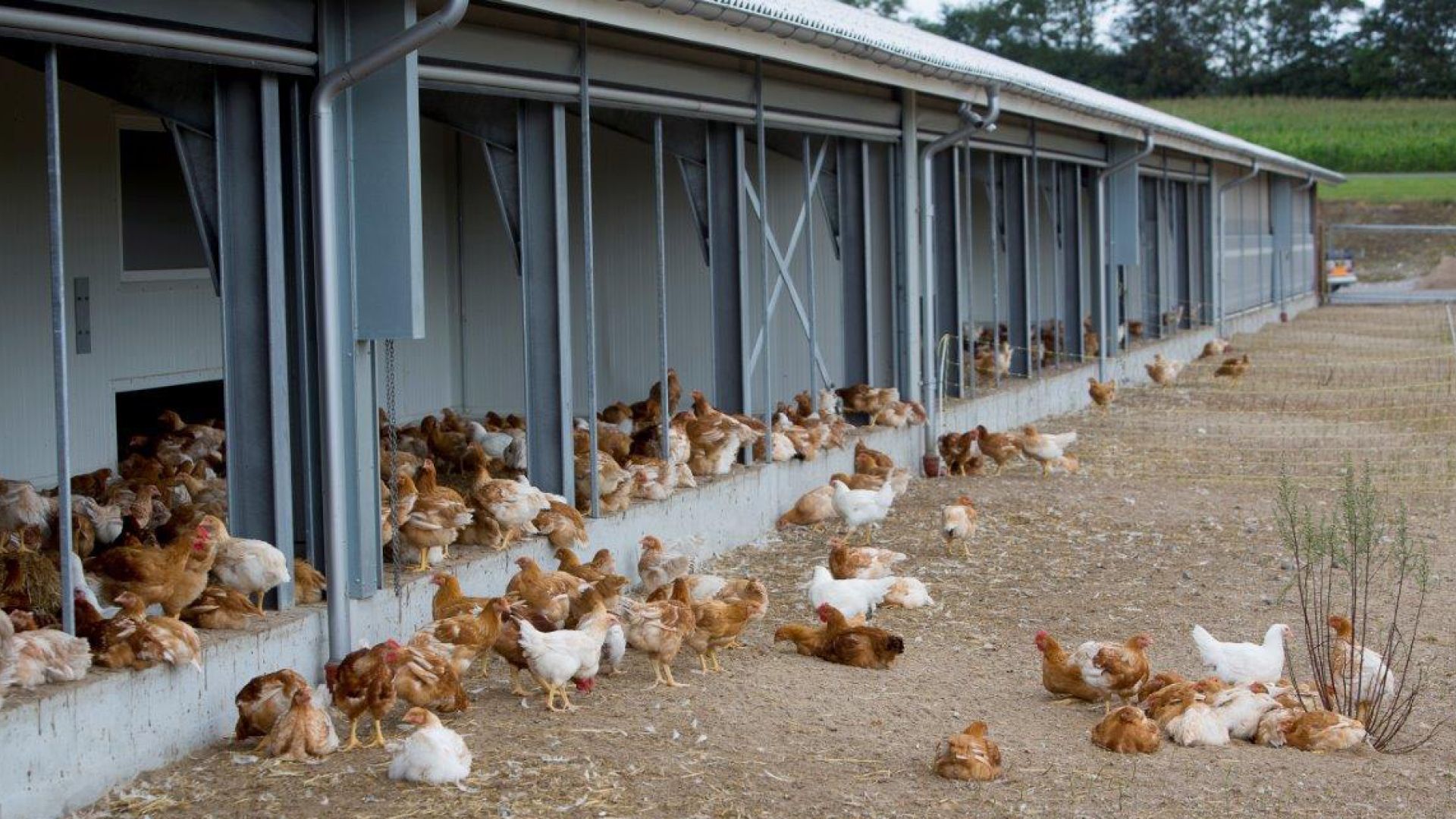 De fritgående kyllinger hos Rokkedahl.