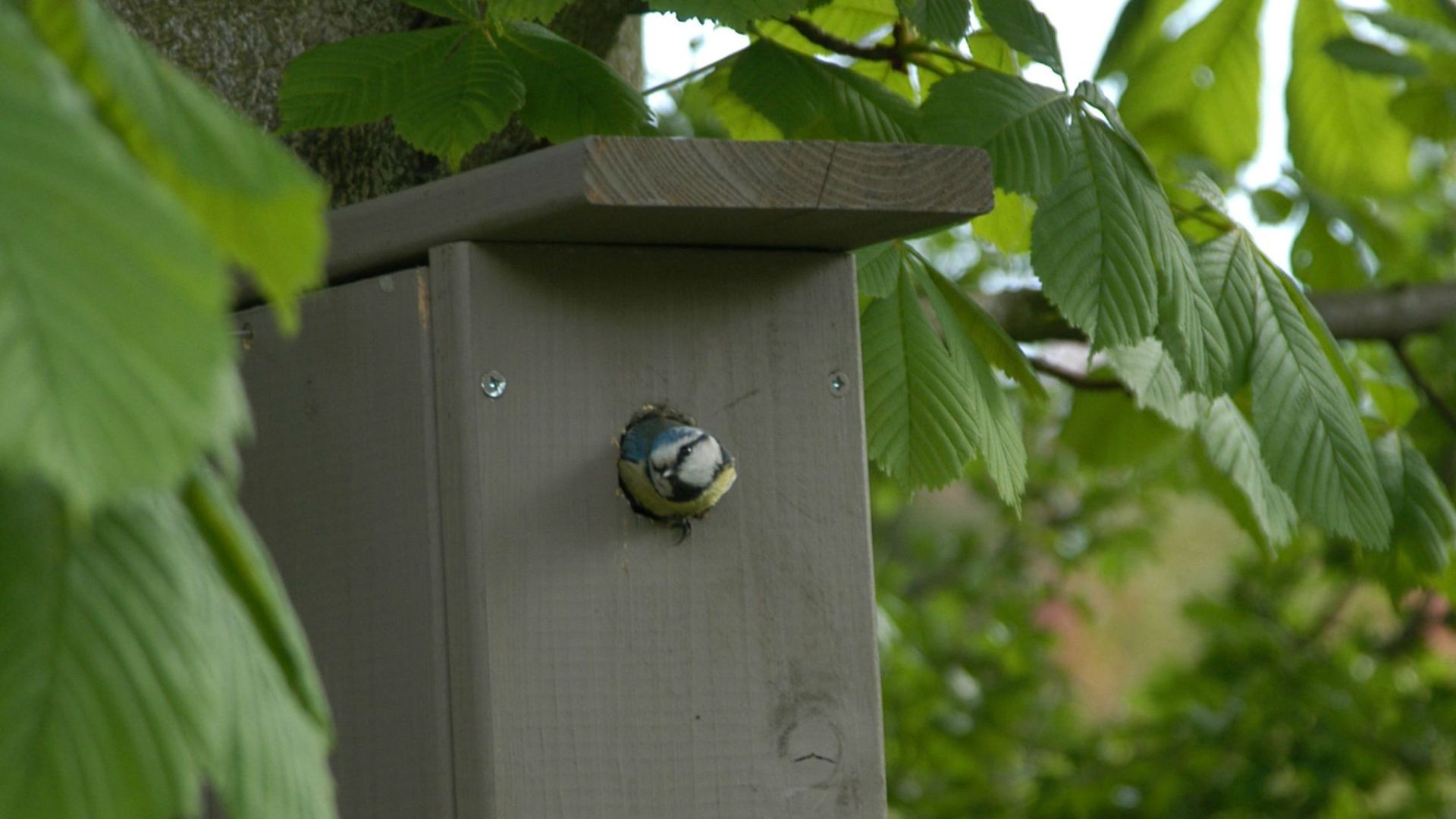 Fuglekasser forårsrengøring