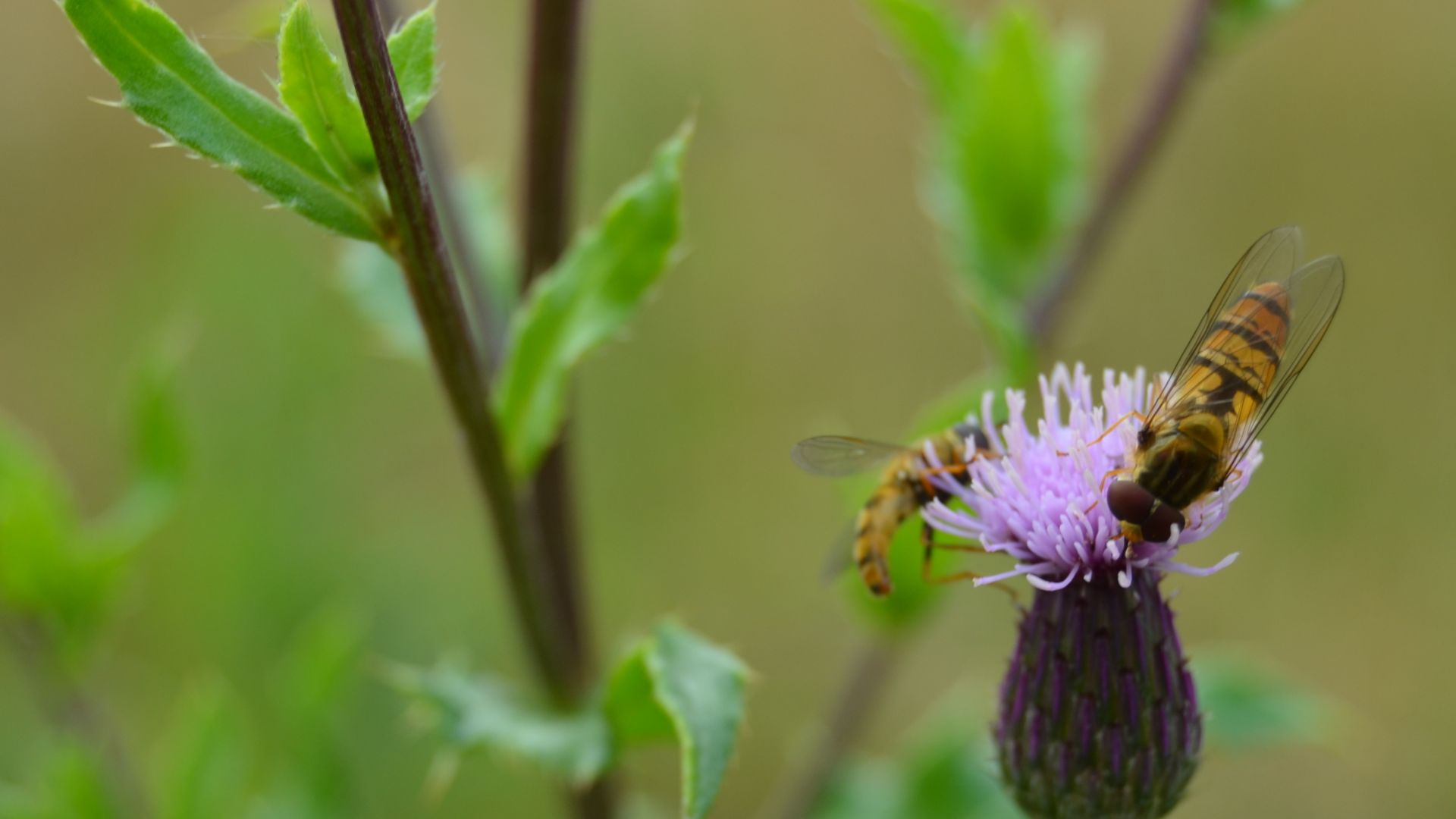 Svirrefluer på kornblomst