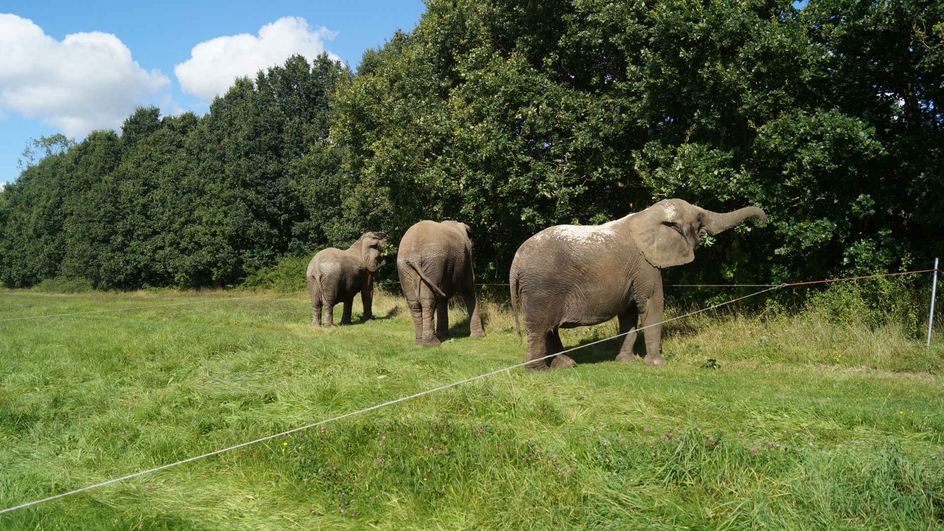 Cirkus Arenas elefanter, Lara, Djungla og Jenny. 