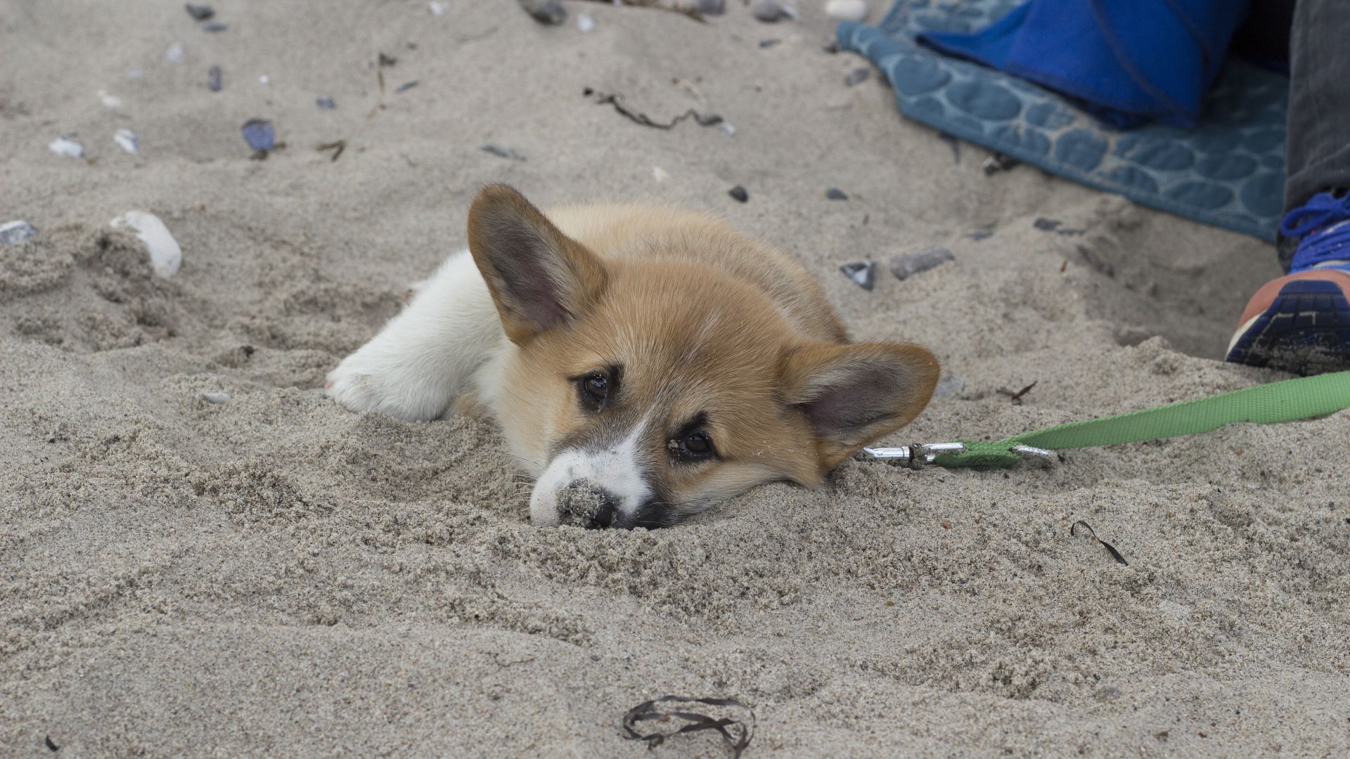 corgi