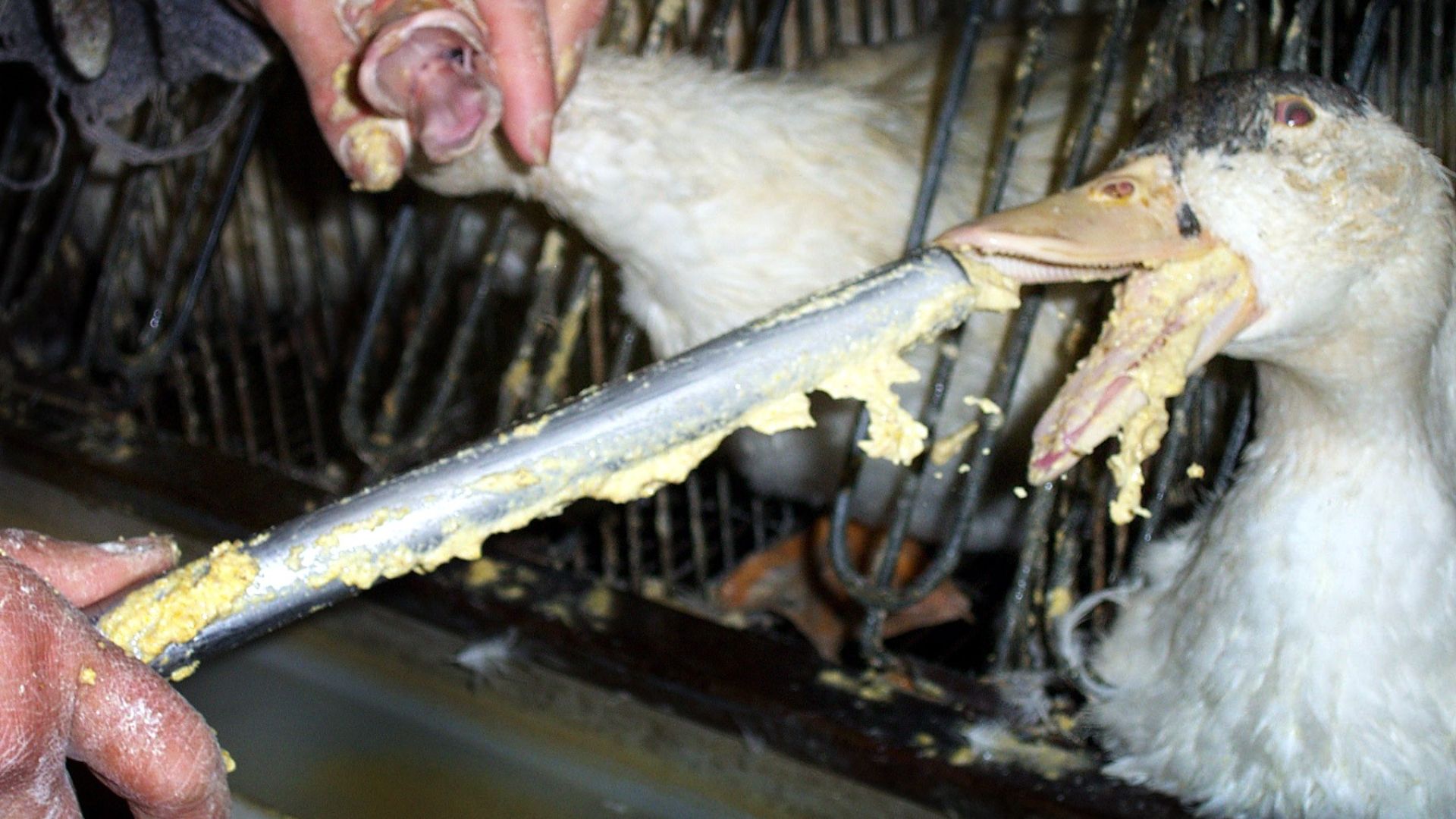 Foie gras produktion er dyremishandling