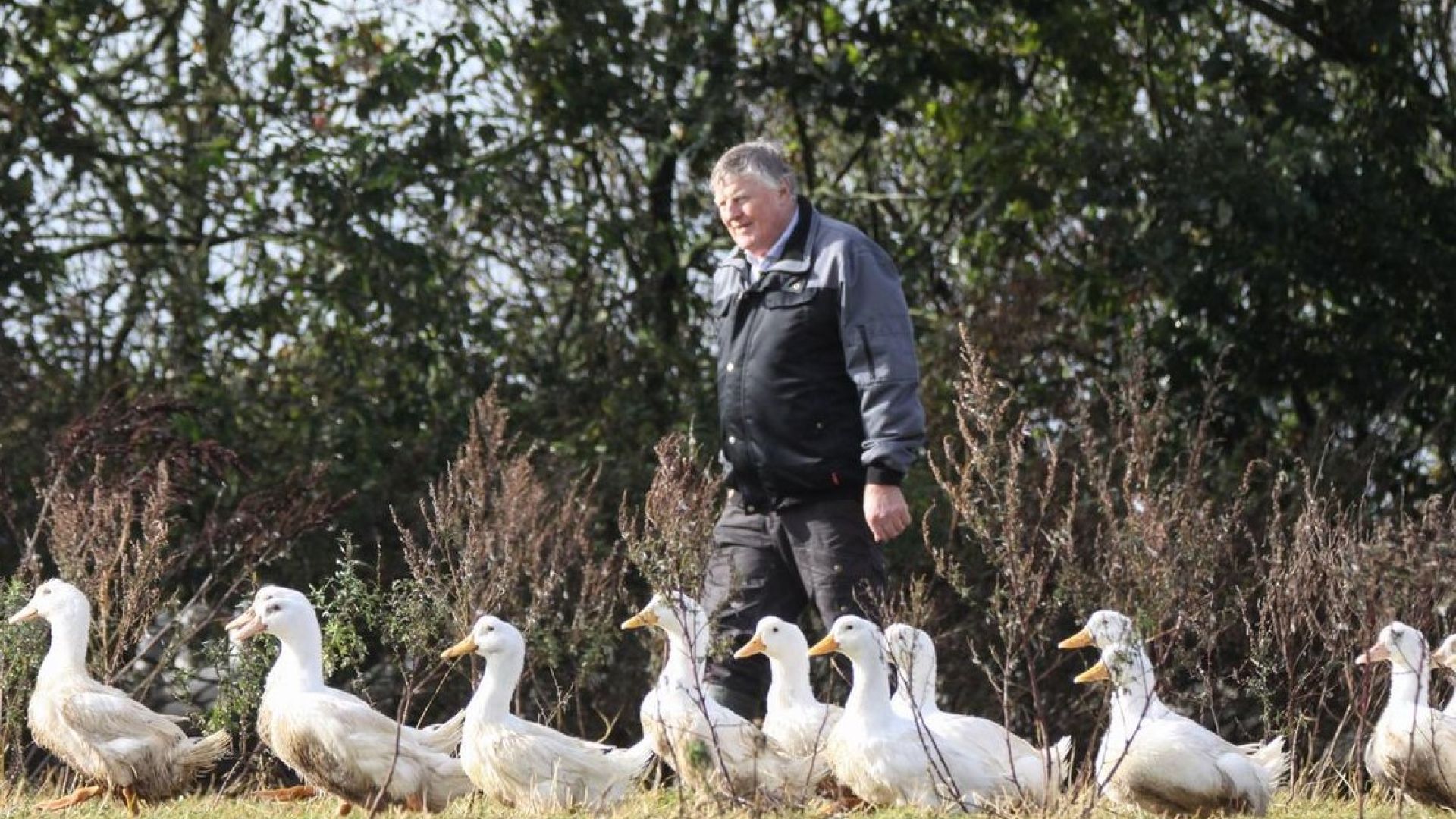 Martin Daasbjerg går rundt sammen med sine pekingænder