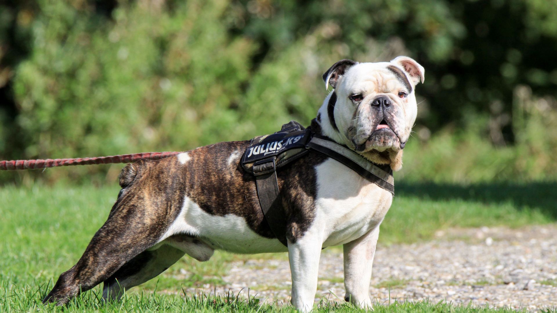 Stuart er en engelsk bulldog på 7 år