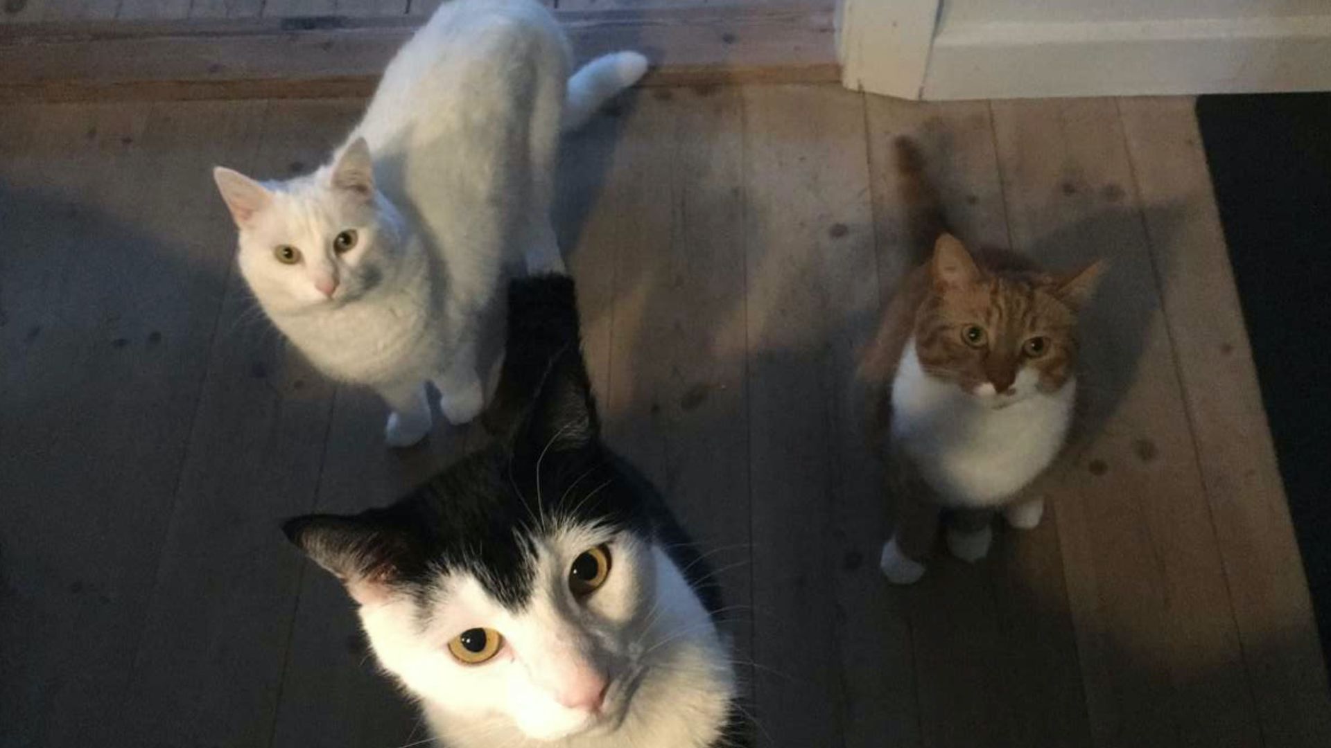 De tre katte er alle adopteret på Falsters Internat, hvor Laura er kattekæler. 