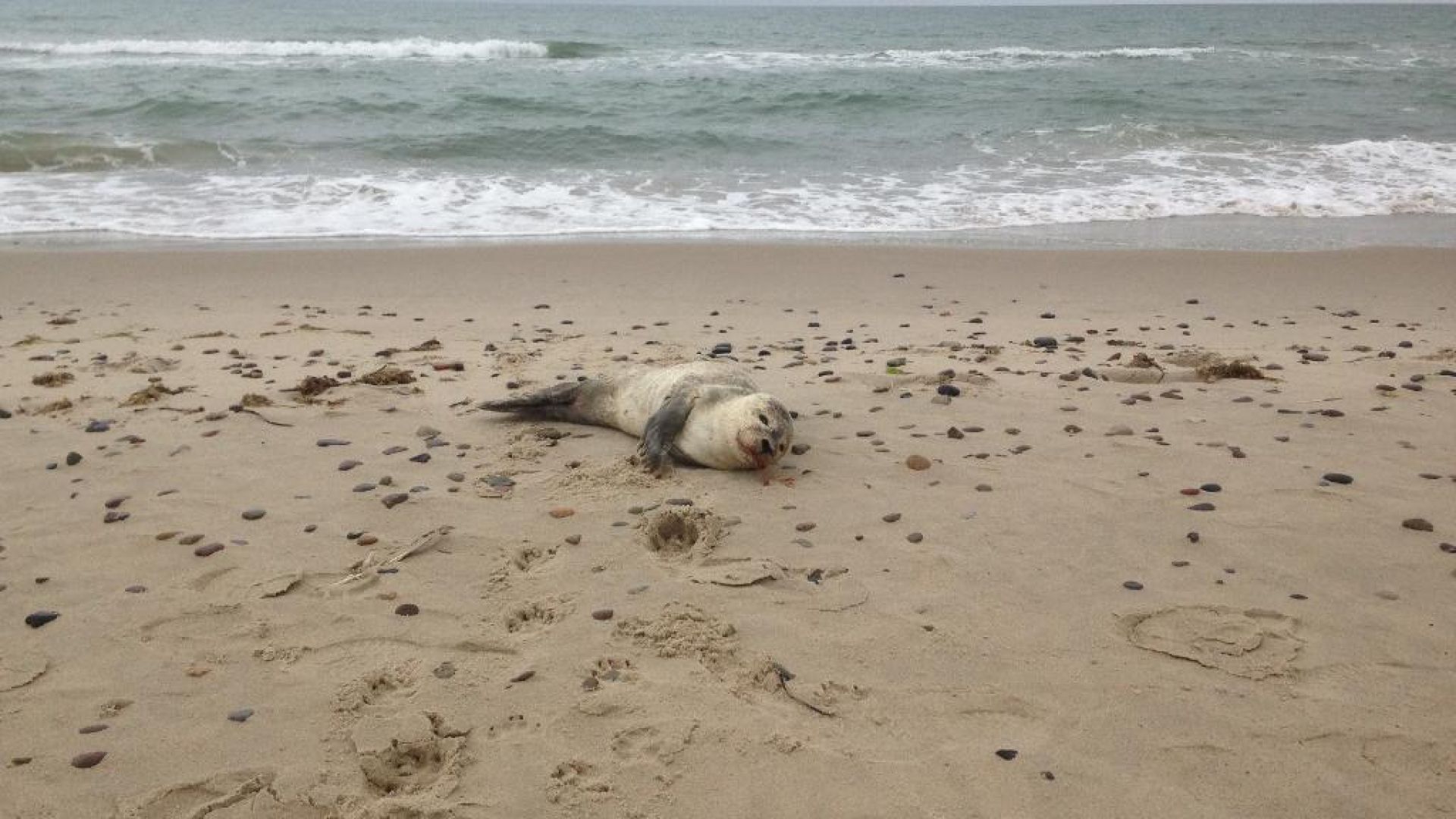 Sæler på stranden er ikke nødvendigvis i nød, de hviler sig bare. 
