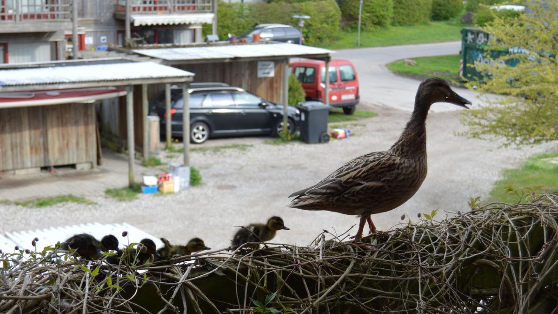 En andefamilie i en altankasse