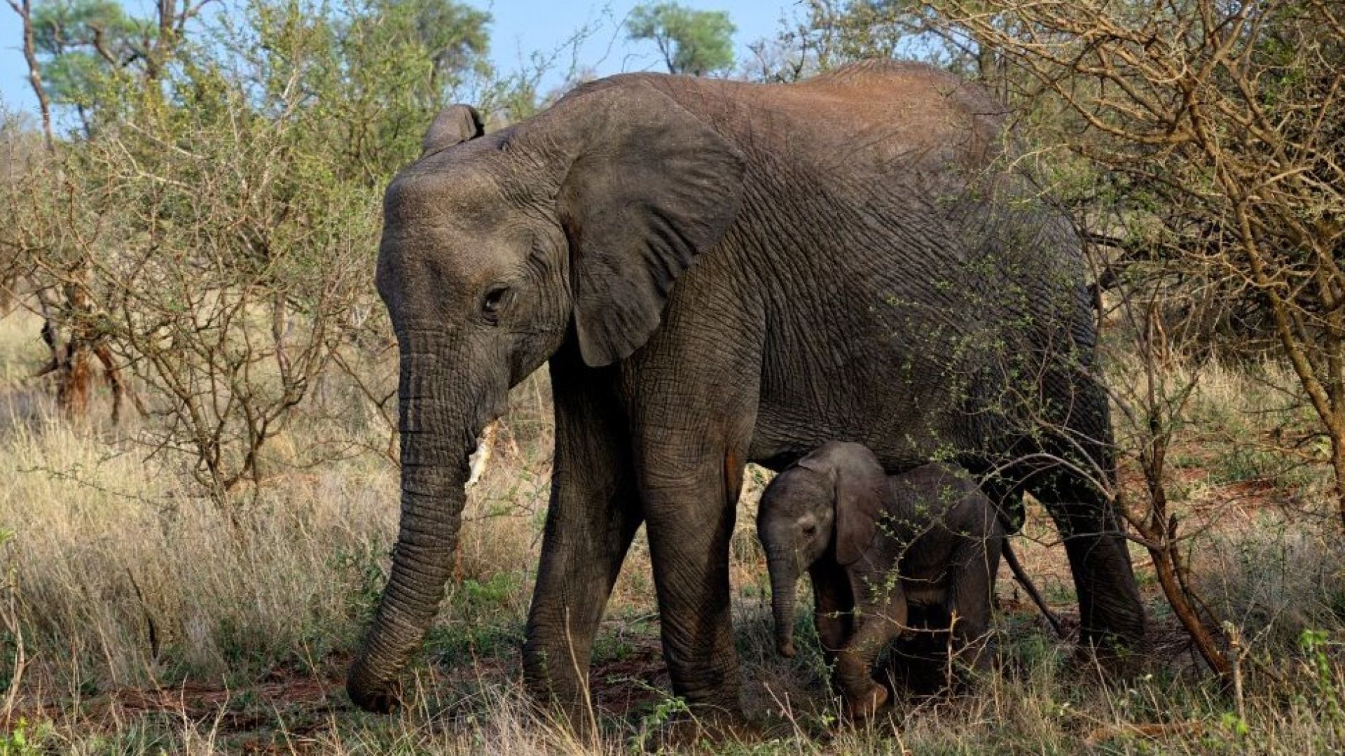 Sidste år fik i vi fællesskab sørget for et forbud mod handlen med elefantunger indfanget i naturen