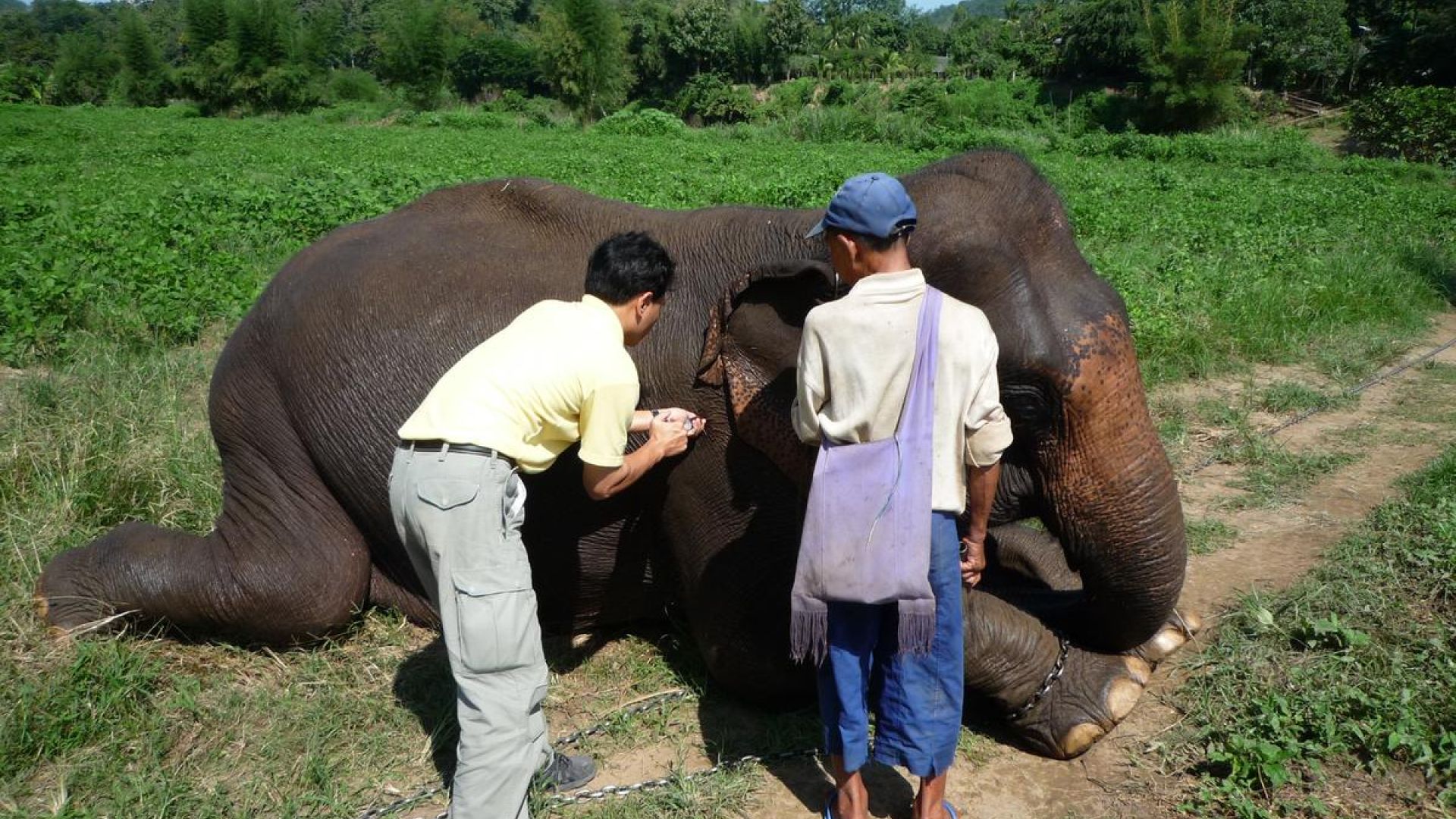 Elefanter får dyrlægehjælp i Thailand