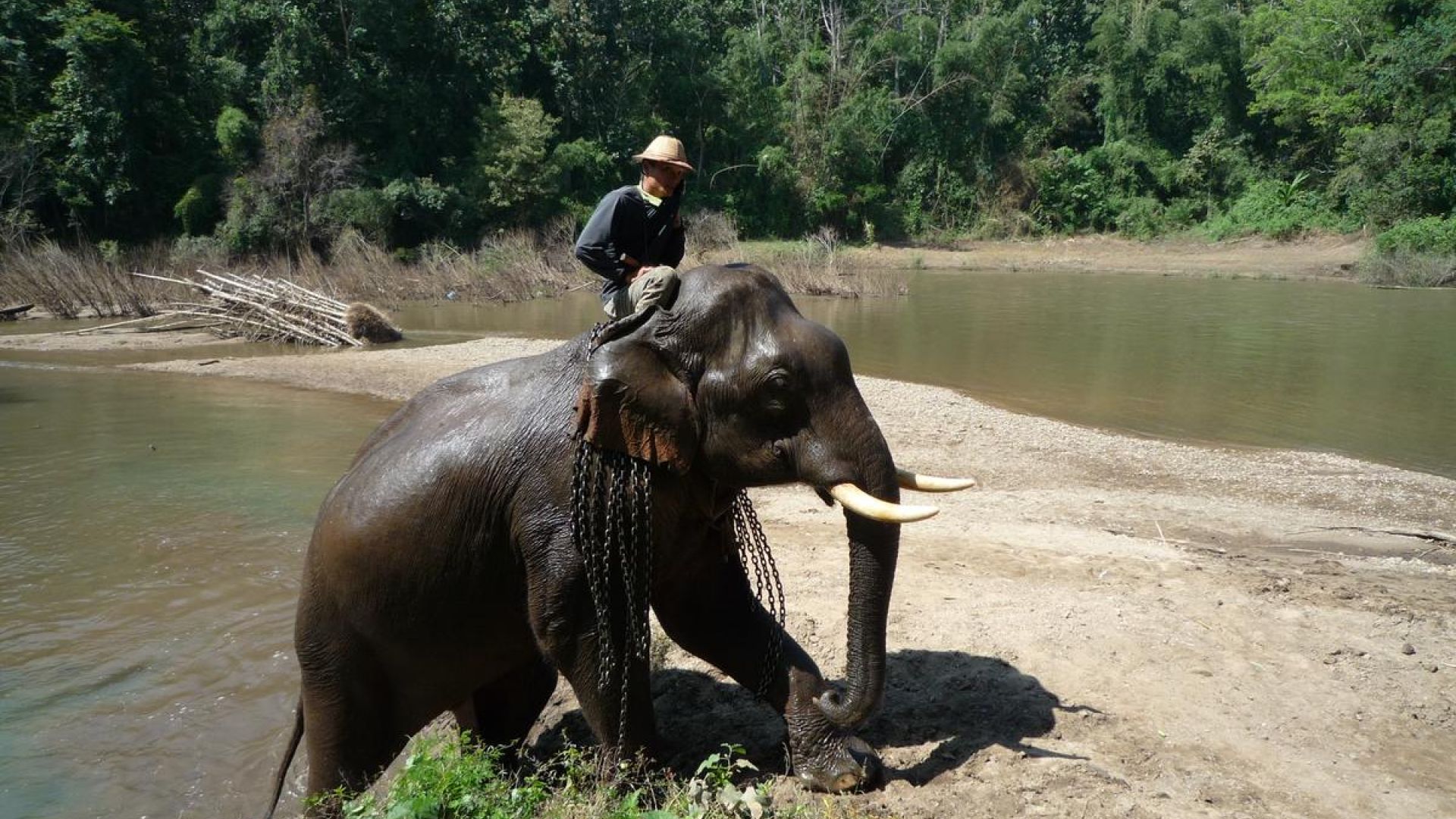 Elefant i Thailand