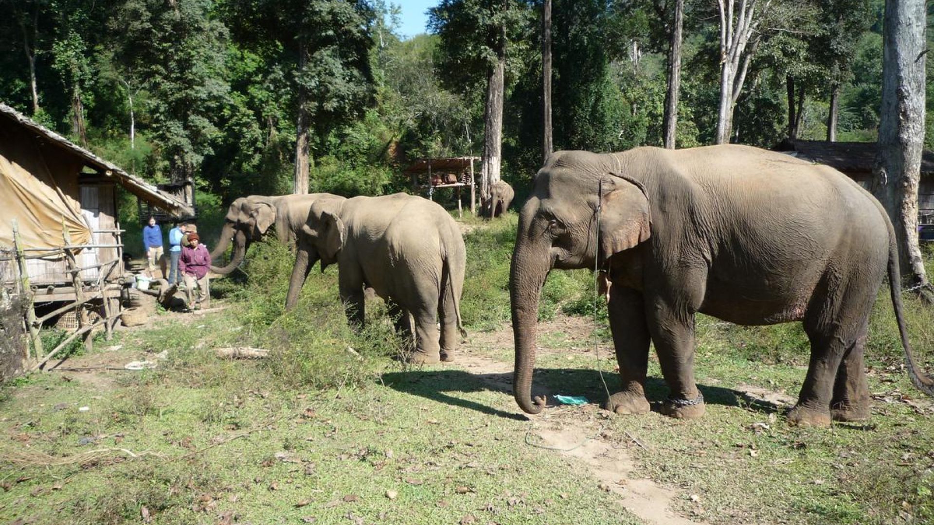 Elefanter i Thailand