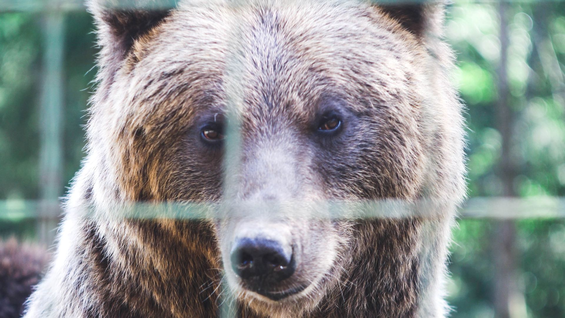 Der er kun 200 brune bjørne tilbage i naturen i Albanien