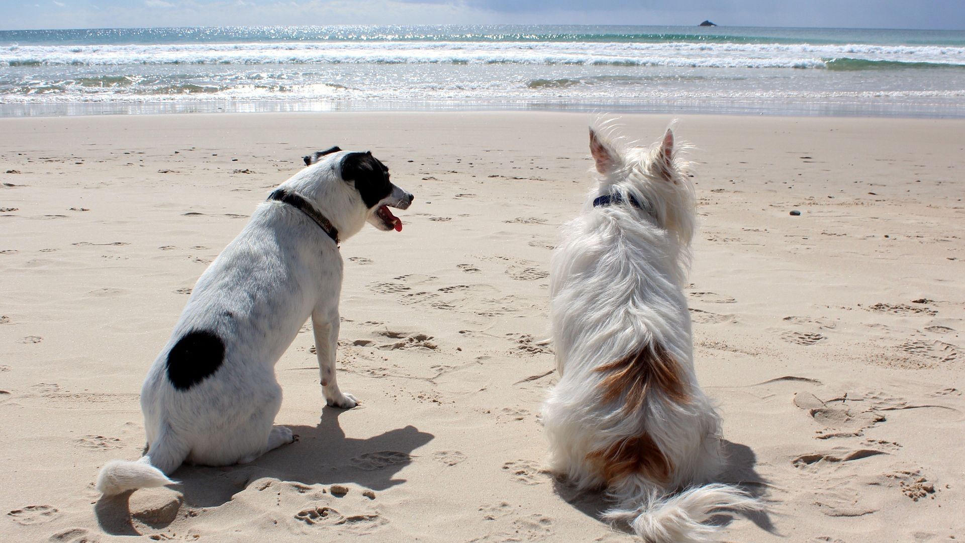 Strandhunde