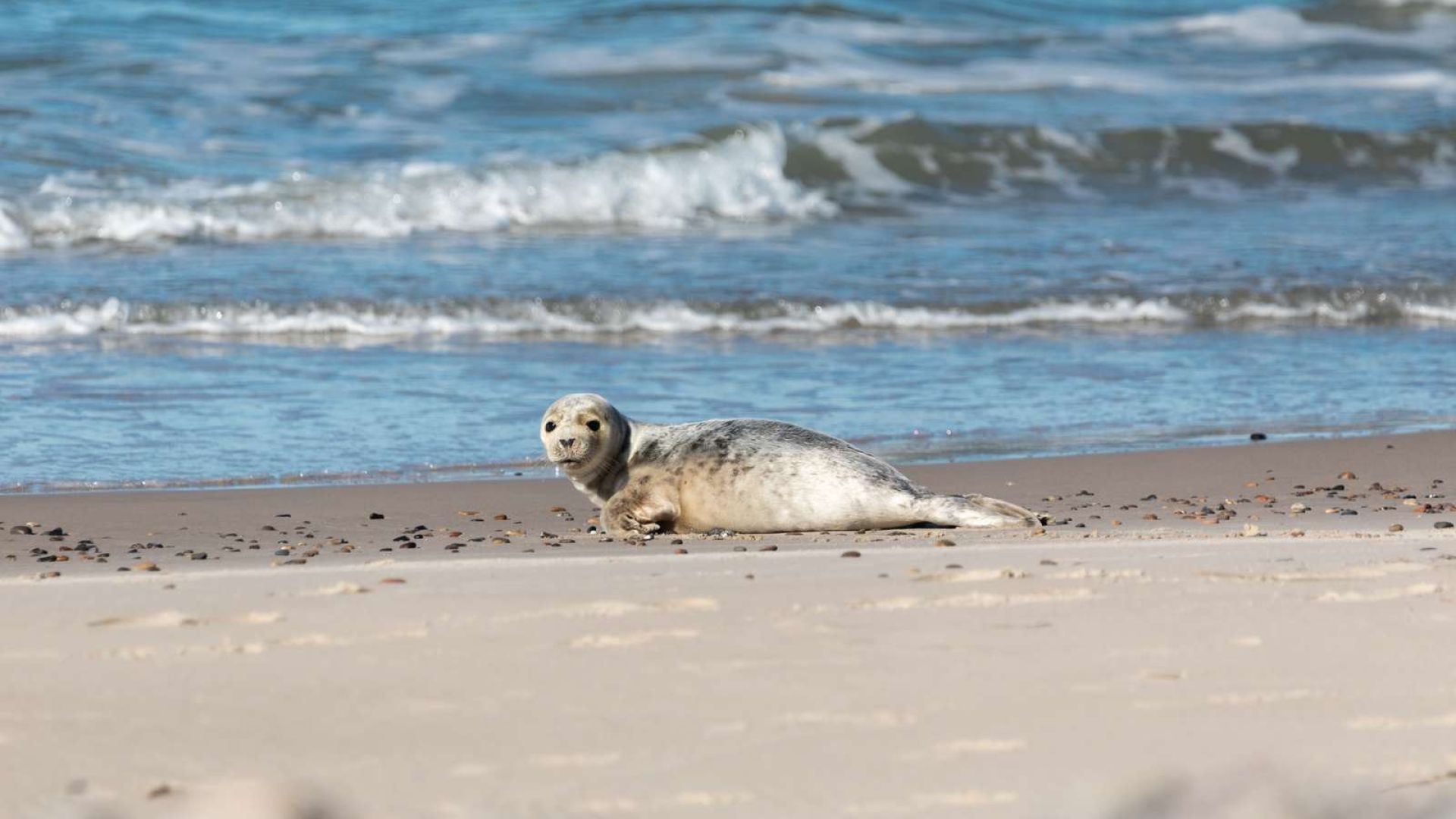 Sæl i Skagen