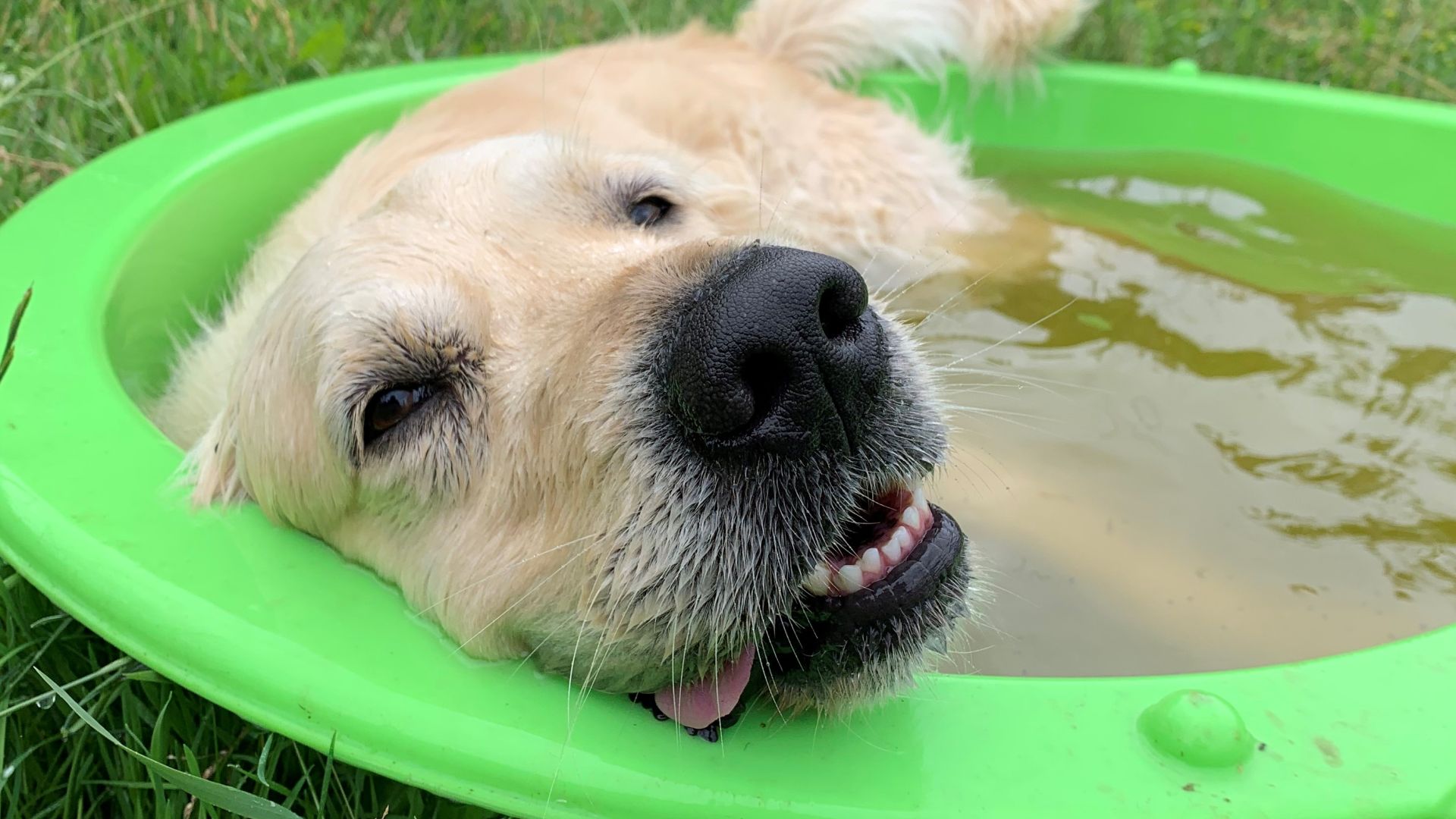 hund i badebassin