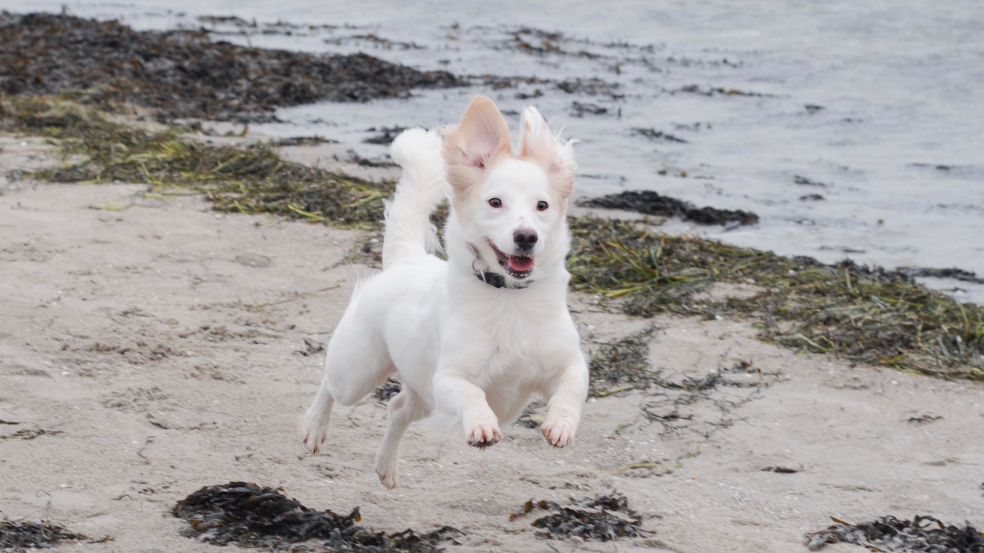 Strandhund