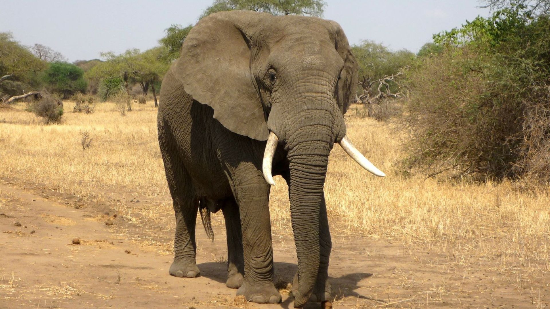 elefant