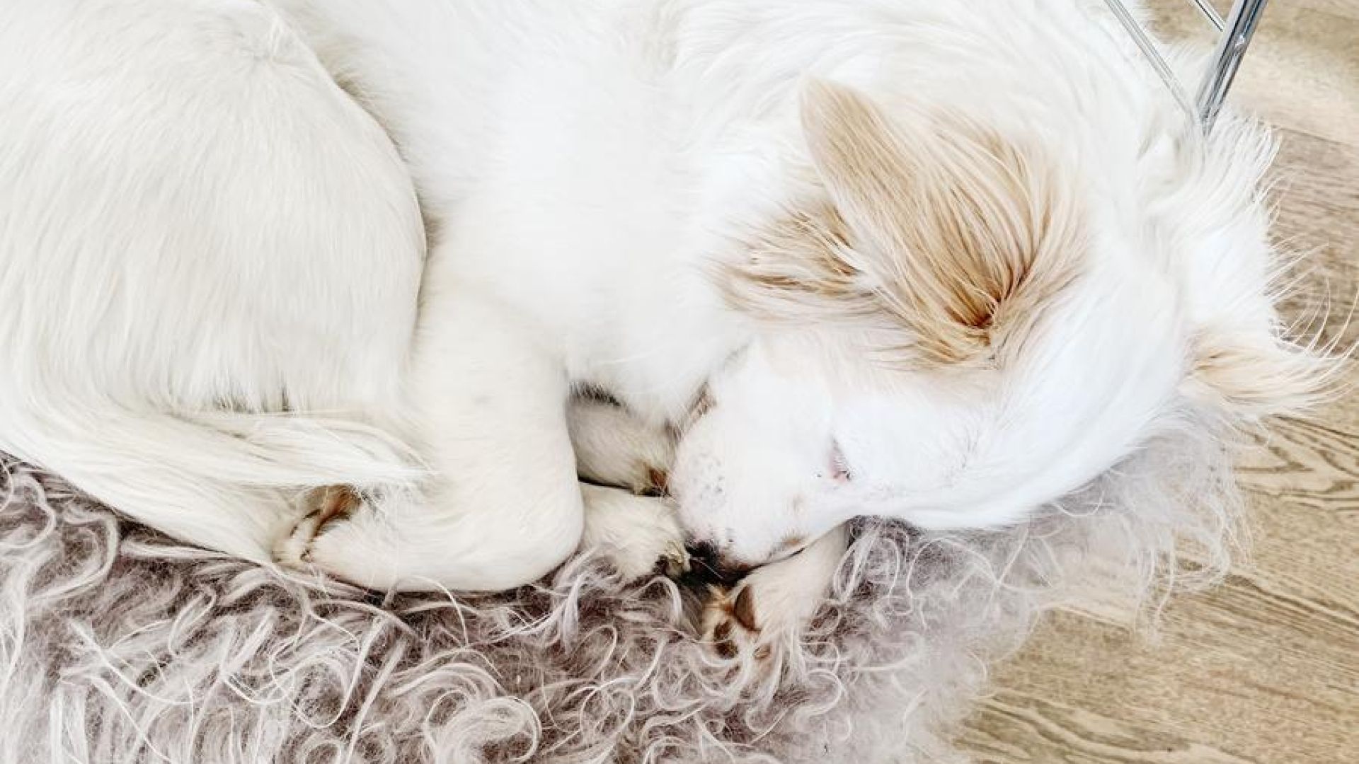 God søvn er vigtig for både dig og hunden