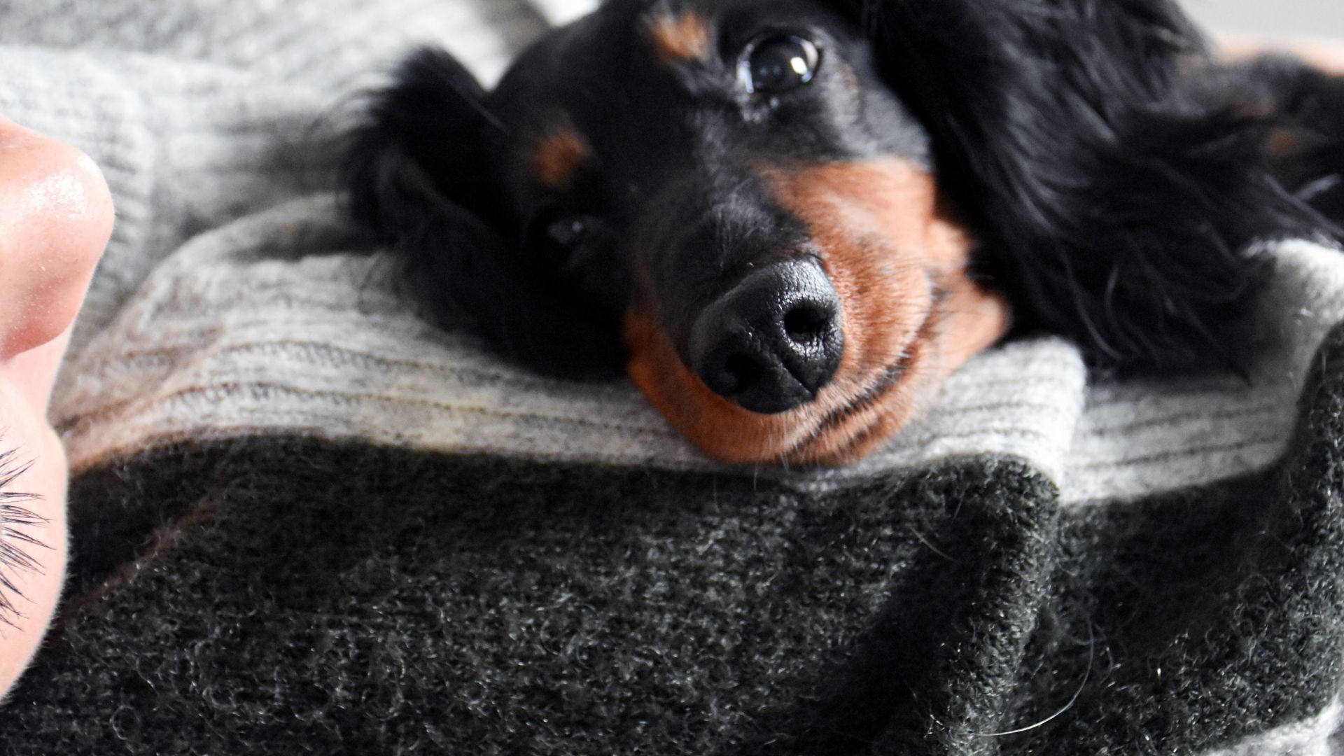 Hunde og mennesker har været kammerater i tusinder af år