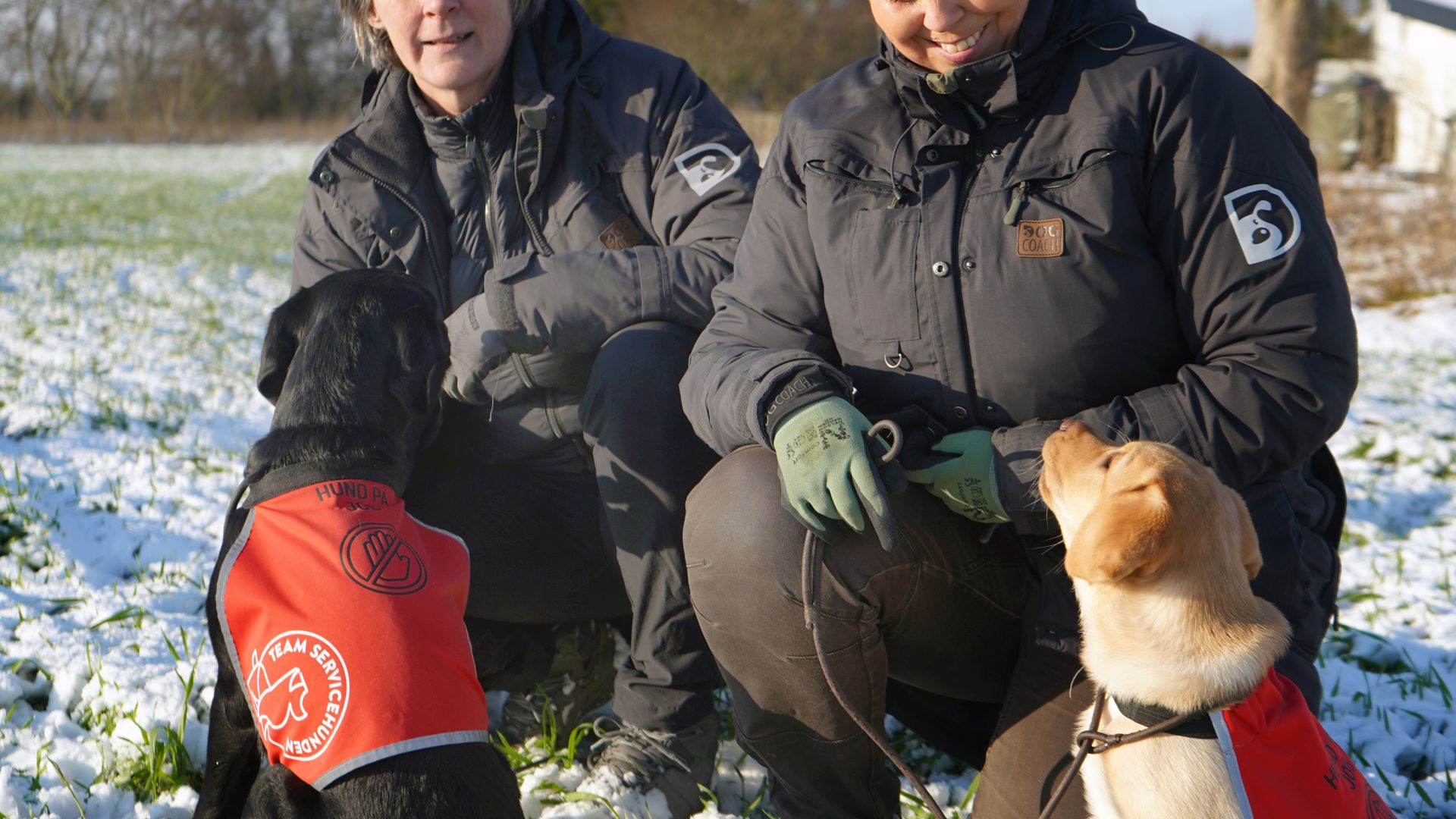 Team Servicehunden uddanner psykiatriske servicehunde