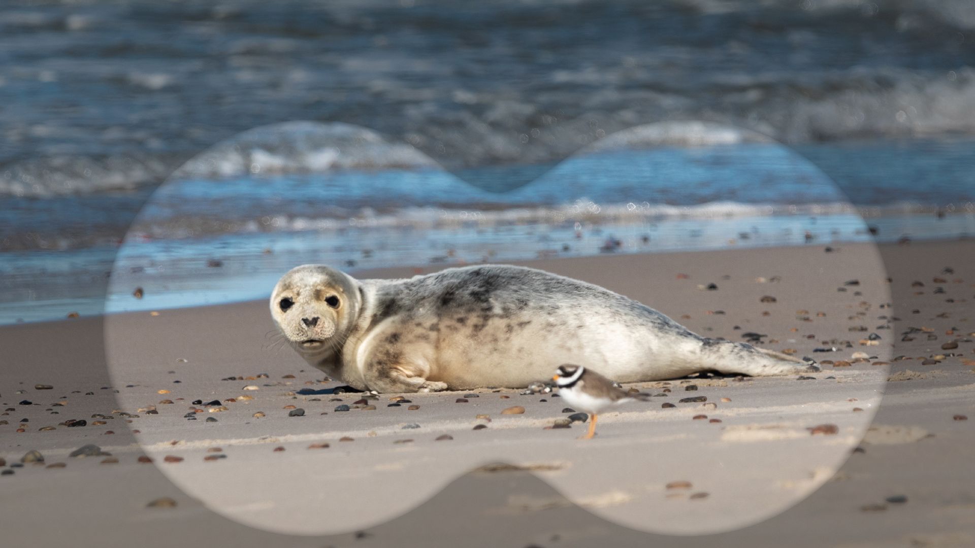 Sæl og stor præstekrave på strand