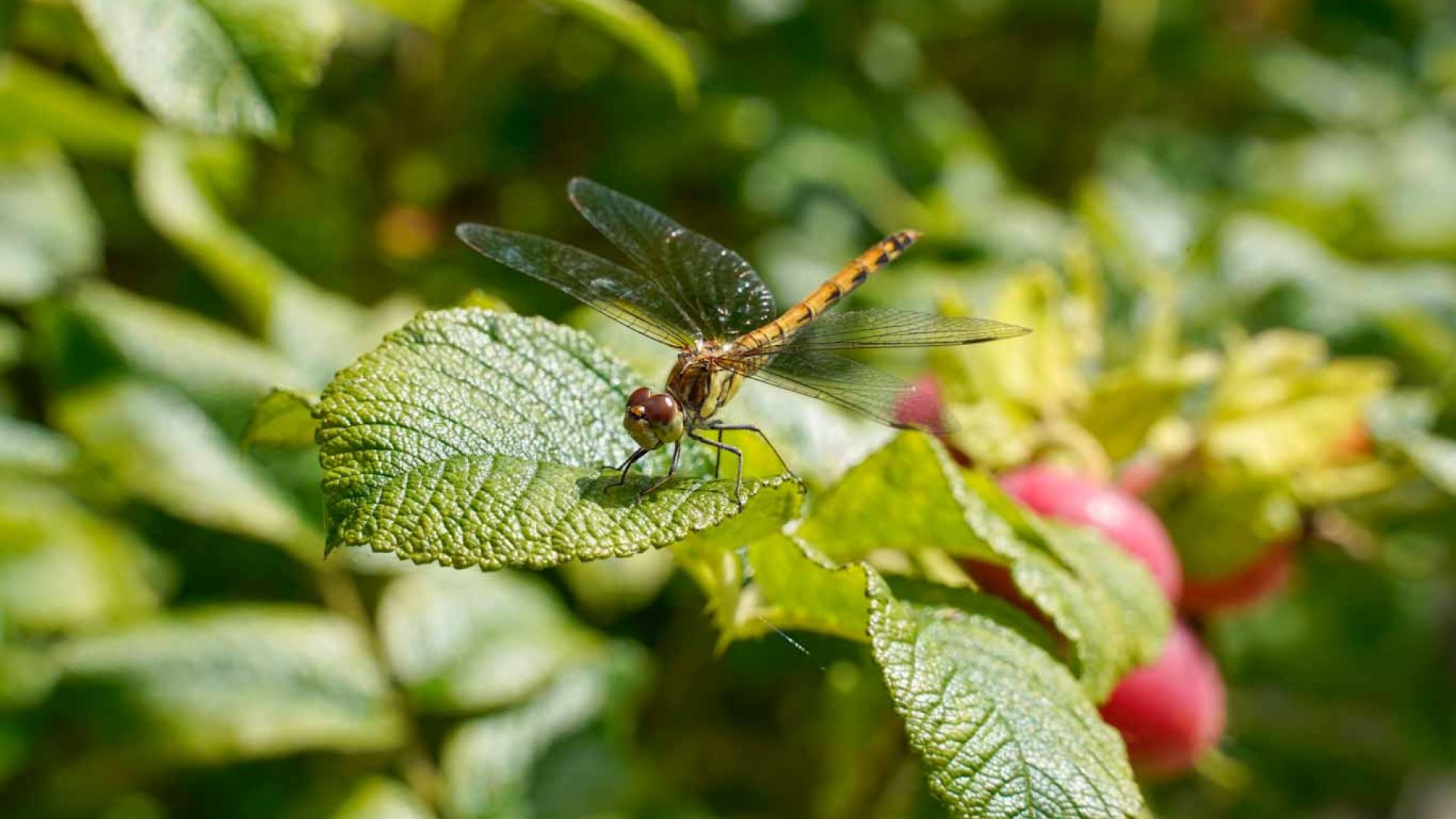 Biodiversitet hedelibel dyrenes beskyttelse