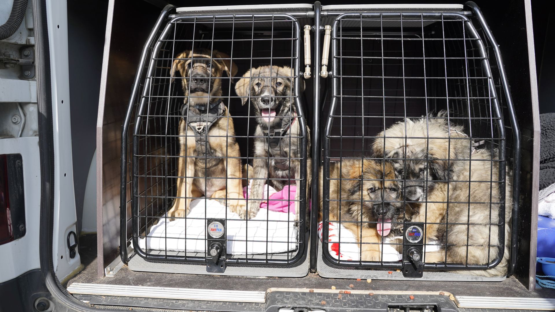Hundehvalpe fra dyreværnssag i 2021