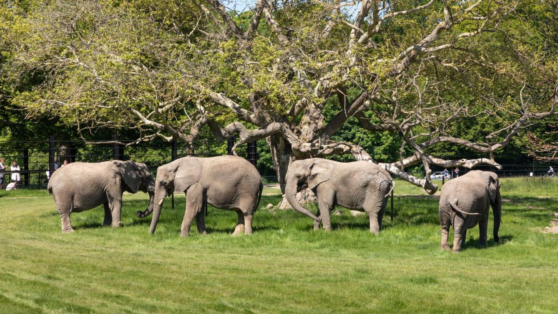 Cirkuselefanterne nyder deres otium