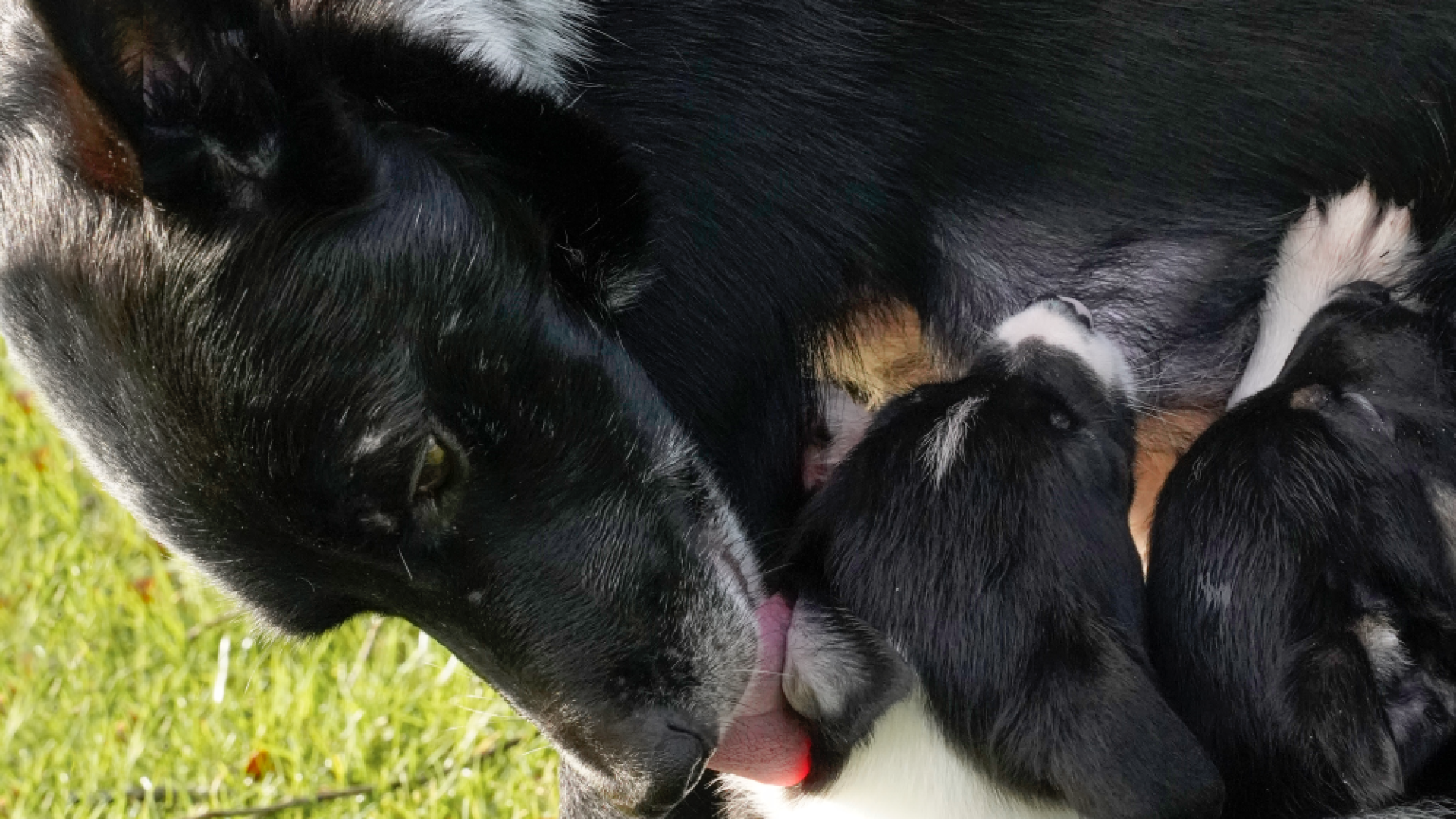 Border collie-tæve med diende hvalpe